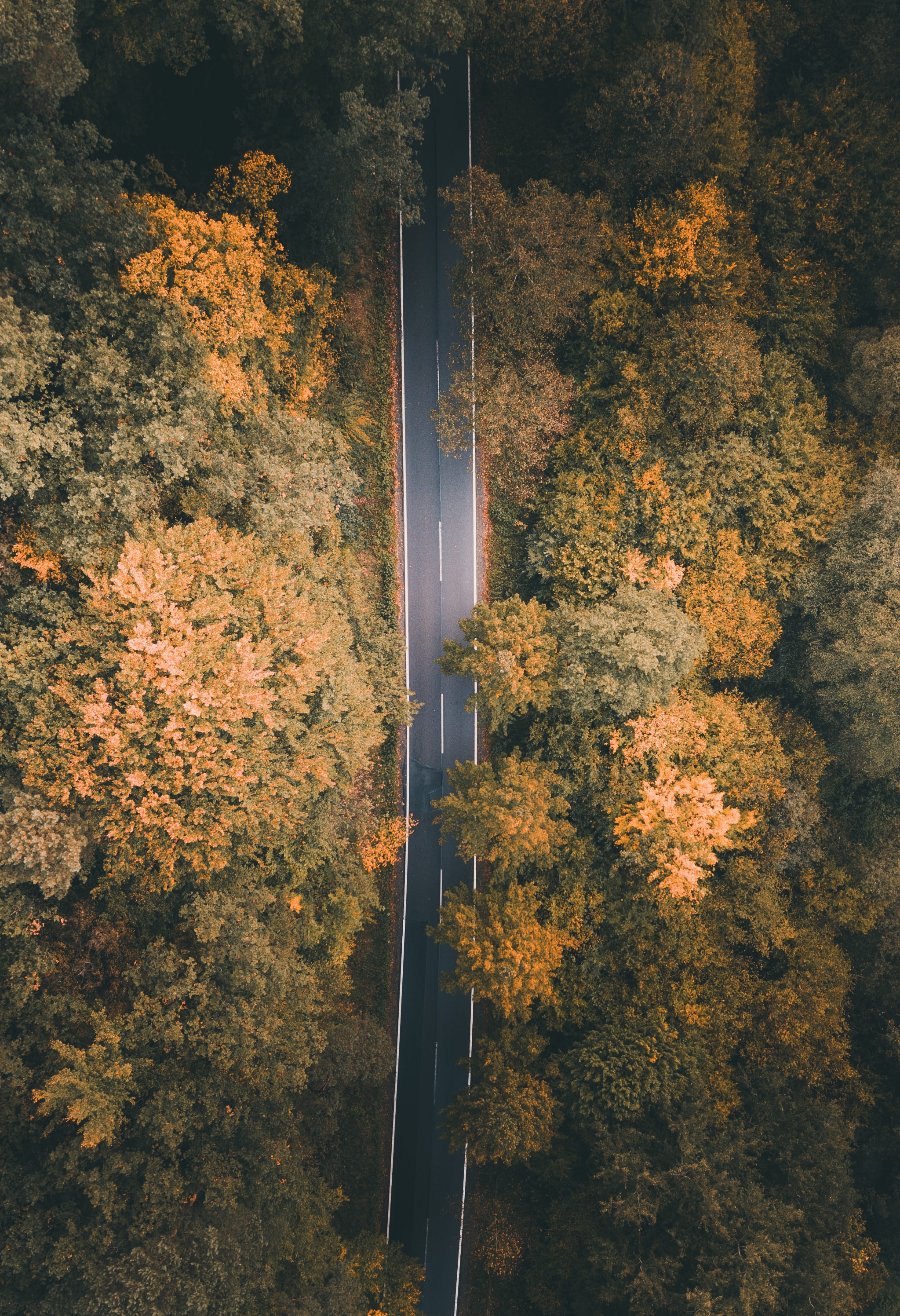 Download mobile wallpaper Forest, Markup, Road, View From Above, Trees, Nature for free.