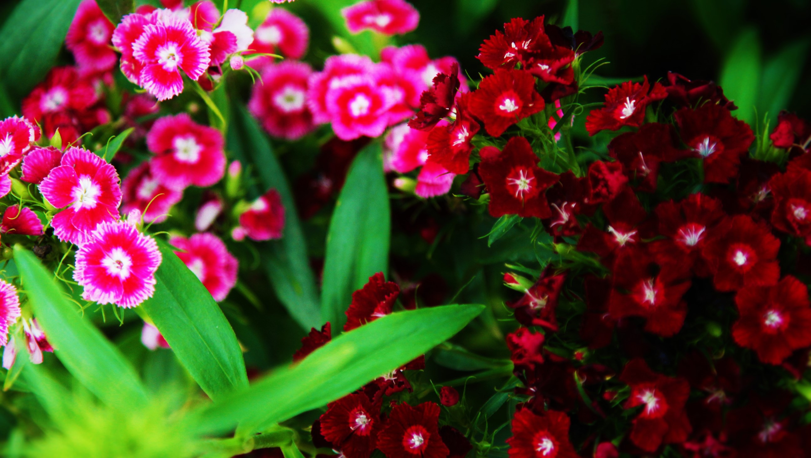 Handy-Wallpaper Blumen, Blume, Nahansicht, Rote Blume, Erde/natur, Planze, Pinke Blume kostenlos herunterladen.
