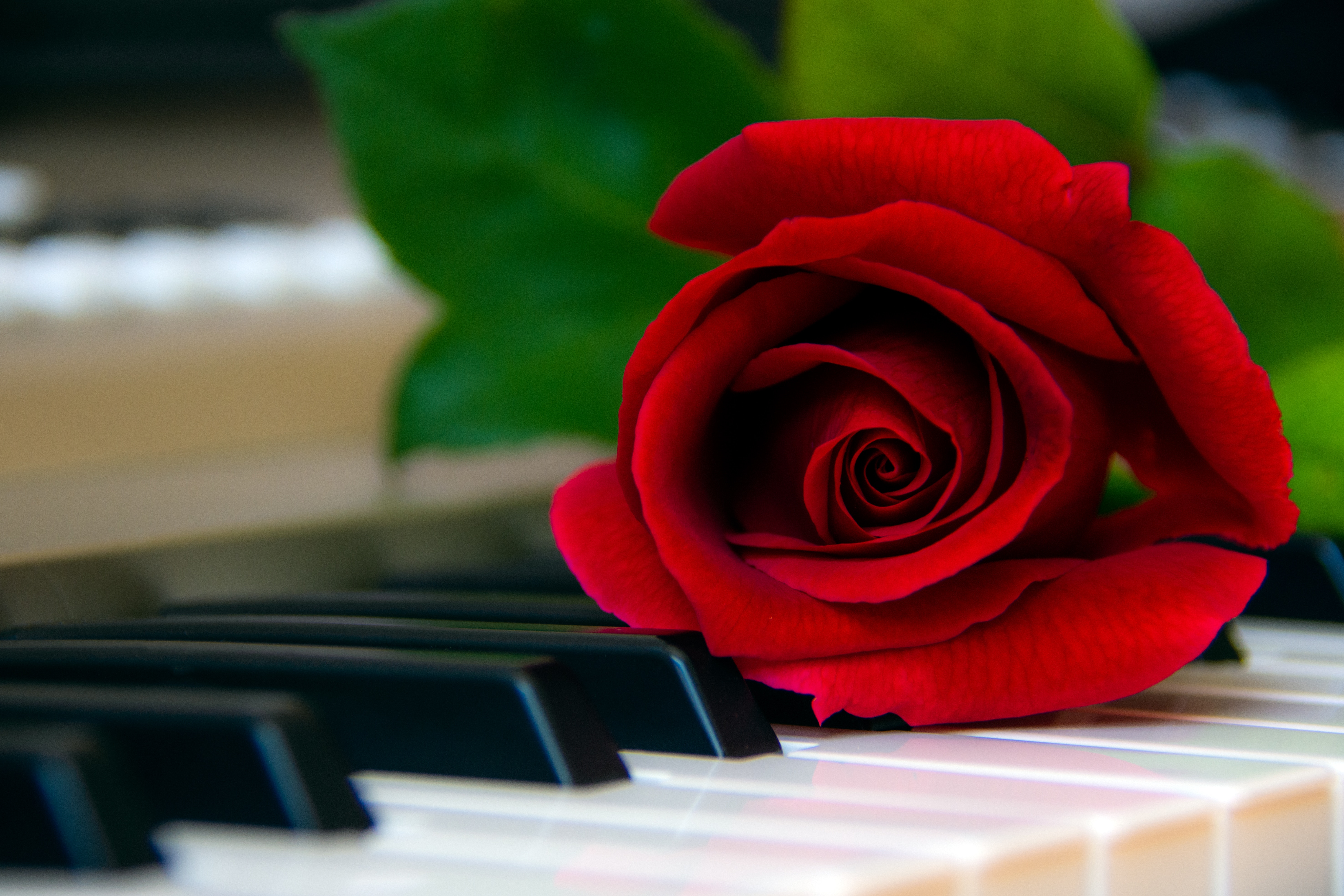 piano, flowers, red, flower, rose flower, rose, keys
