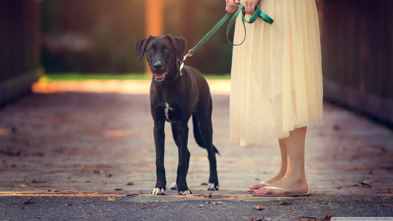 Handy-Wallpaper Hunde, Hund, Tiere kostenlos herunterladen.