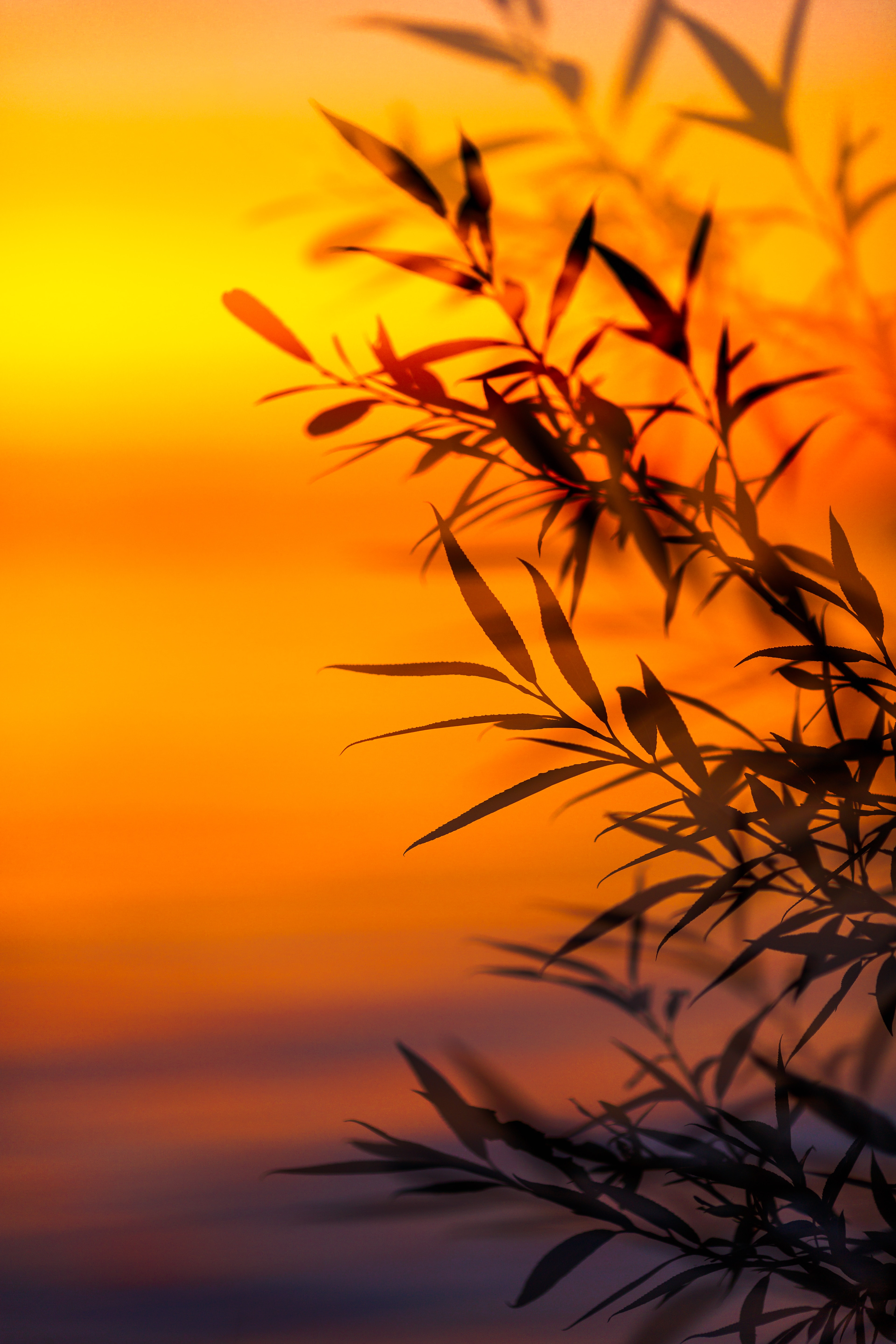 Laden Sie das Sunset, Blätter, Geäst, Zweige, Dämmerung, Twilight, Natur-Bild kostenlos auf Ihren PC-Desktop herunter