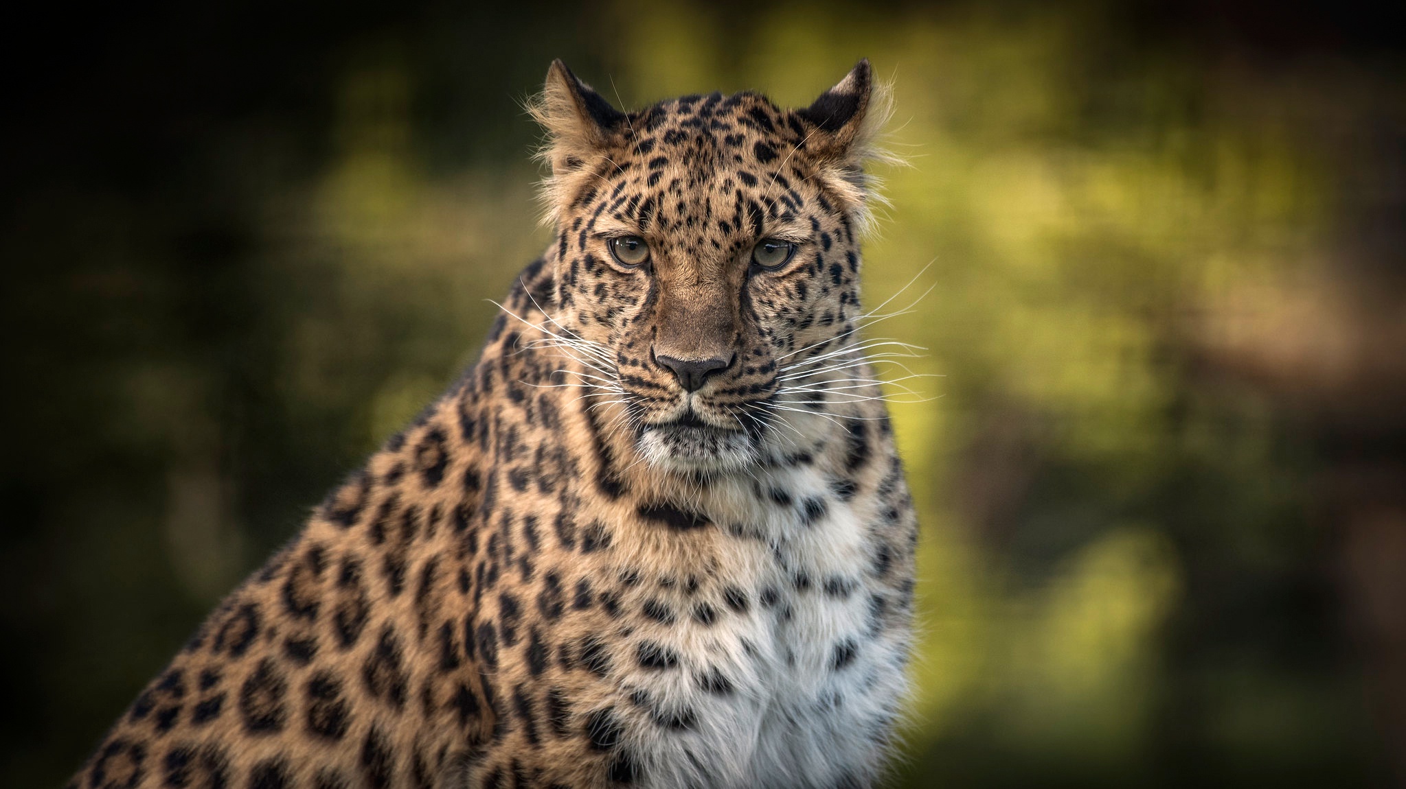 Baixe gratuitamente a imagem Animais, Gatos, Leopardo na área de trabalho do seu PC