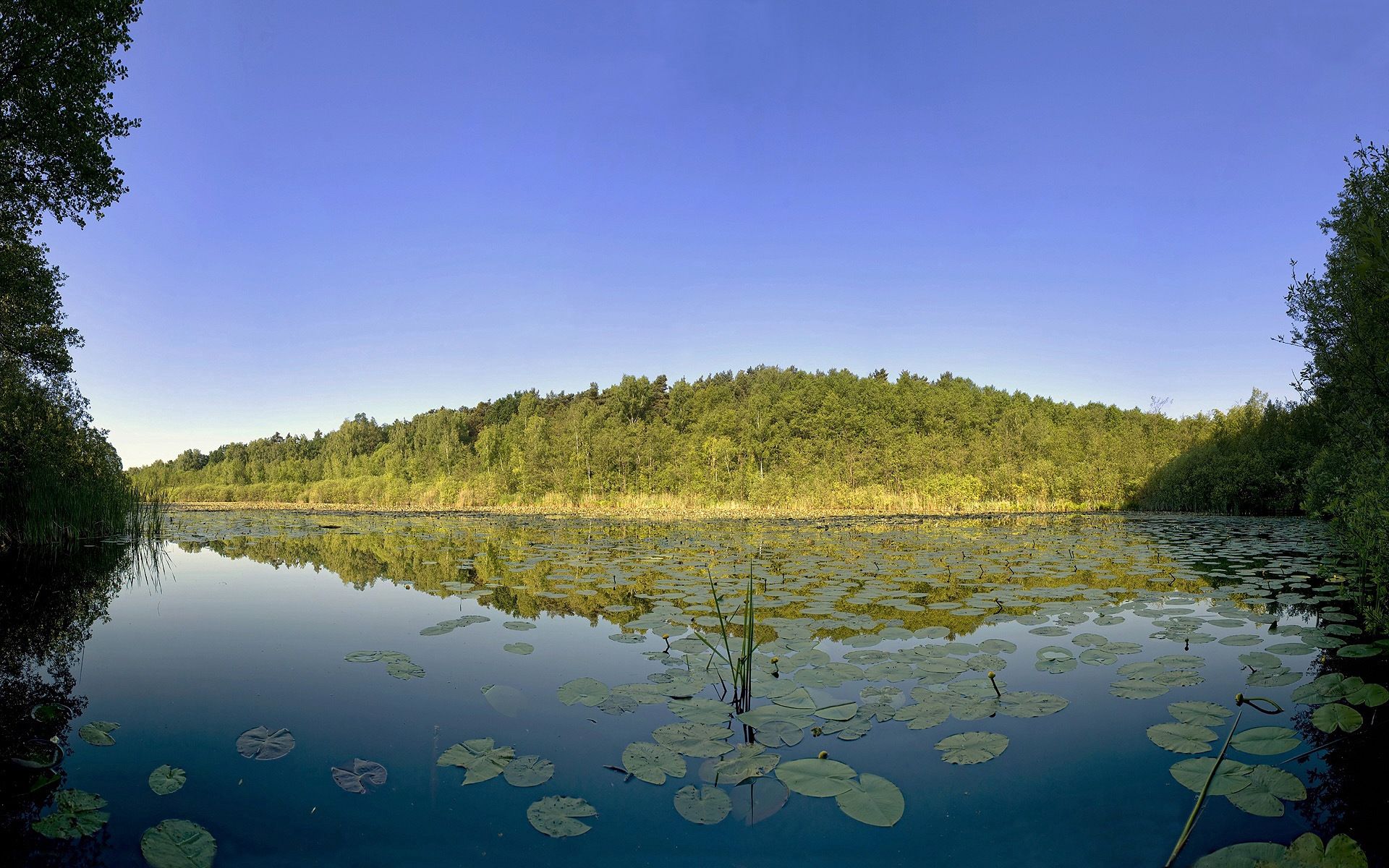 Laden Sie das Wasser, Blätter, See, Dahl, Distanz, Natur, Bäume-Bild kostenlos auf Ihren PC-Desktop herunter