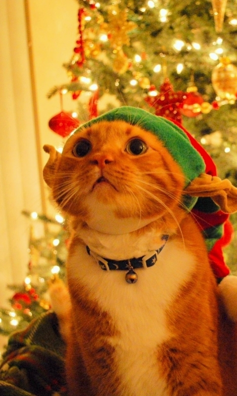 Download mobile wallpaper Cat, Christmas, Holiday, Christmas Tree, Humor, Christmas Ornaments, Santa Hat for free.