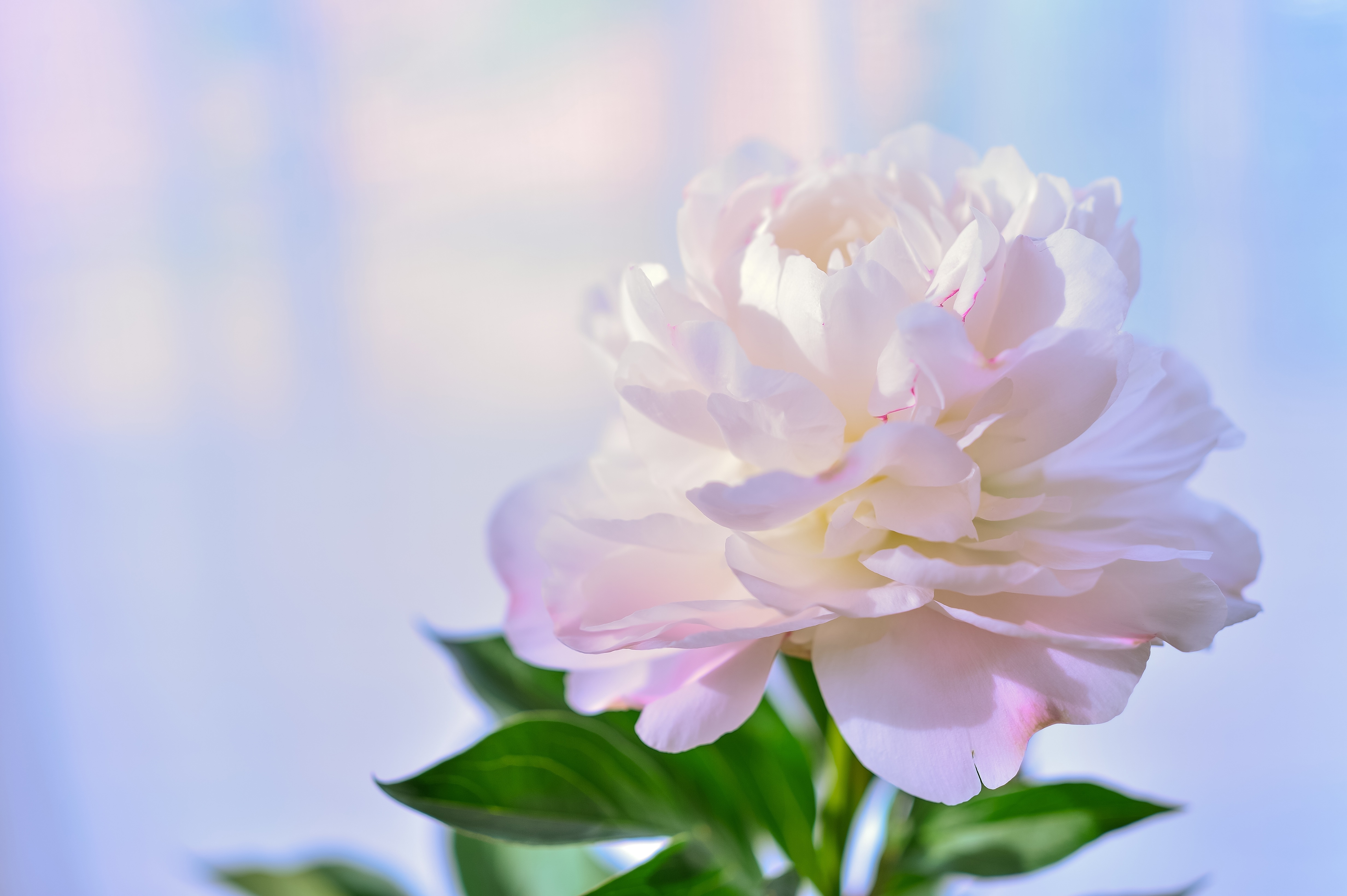Download mobile wallpaper Flowers, Macro, Earth, Petal, Peony, White Flower for free.