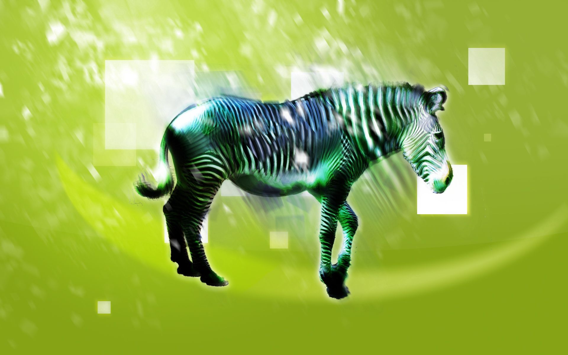 zebra, abstract, shine, light, picture, drawing, light coloured, animal