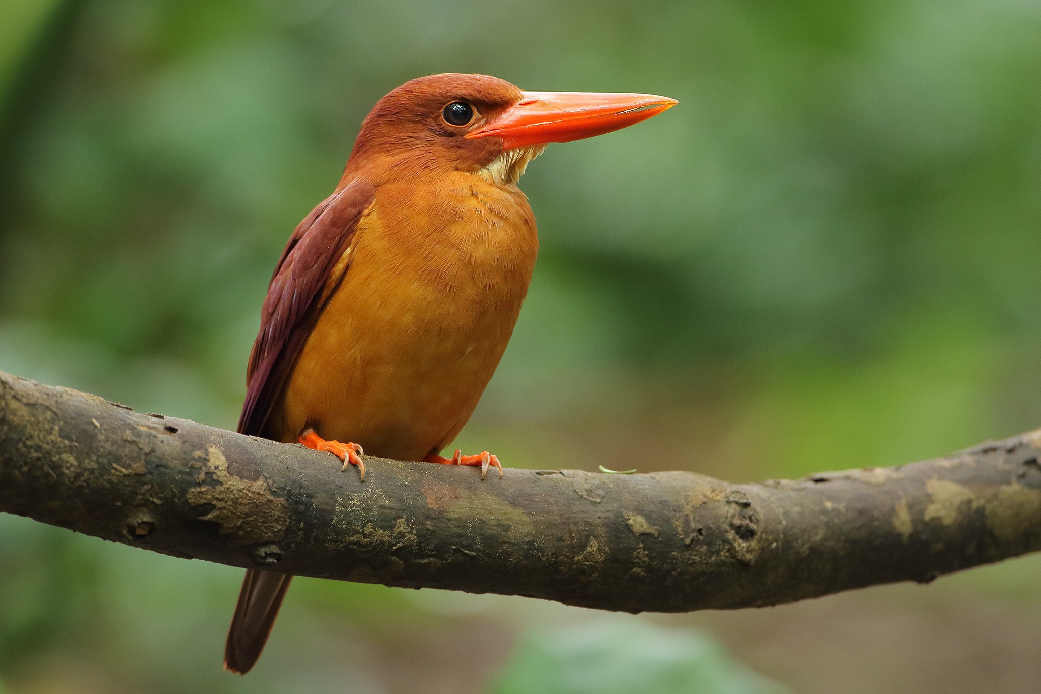 Die besten Rötlicher Eisvogel-Hintergründe für den Telefonbildschirm