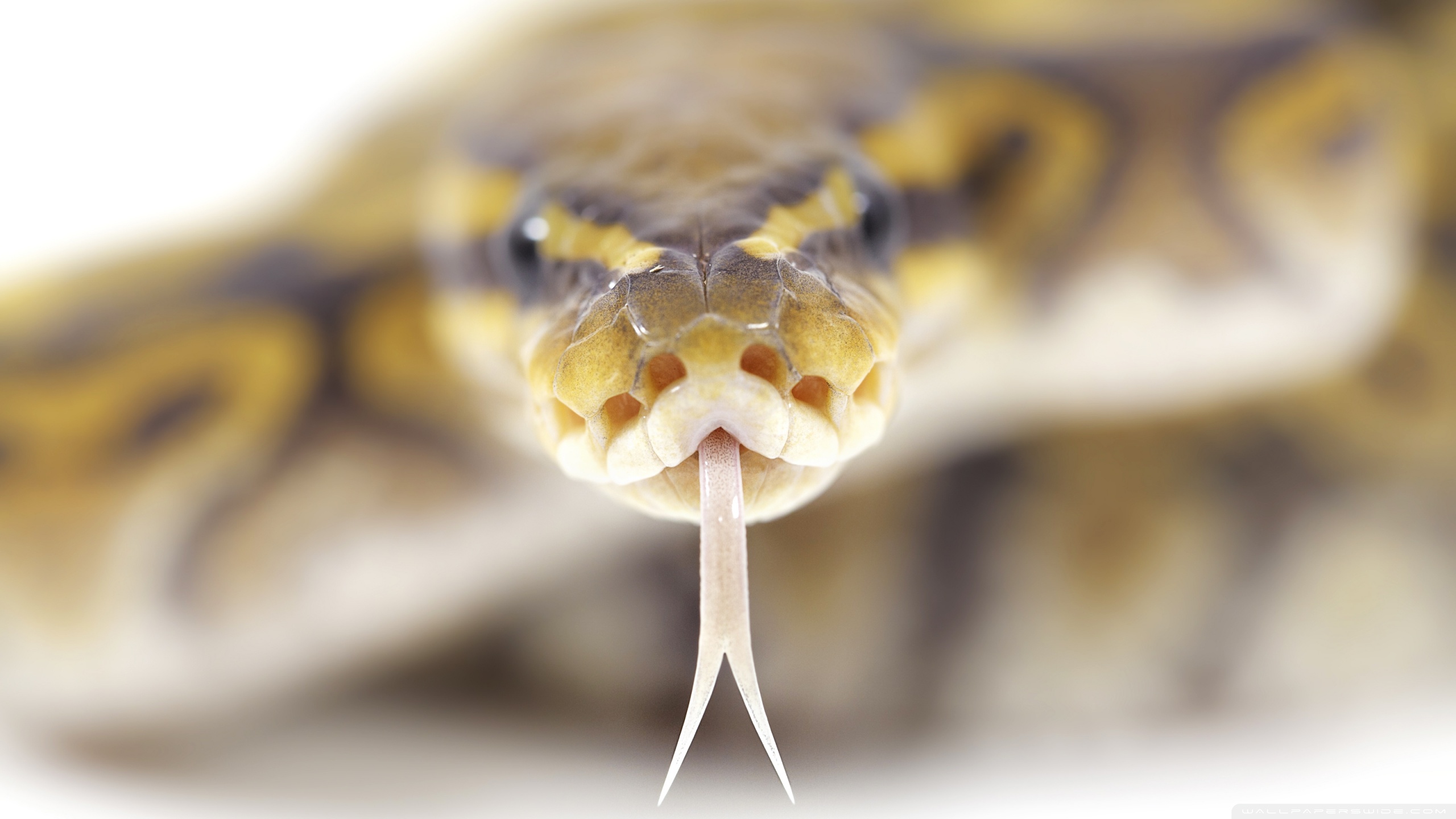 Download mobile wallpaper Animal, Snake for free.