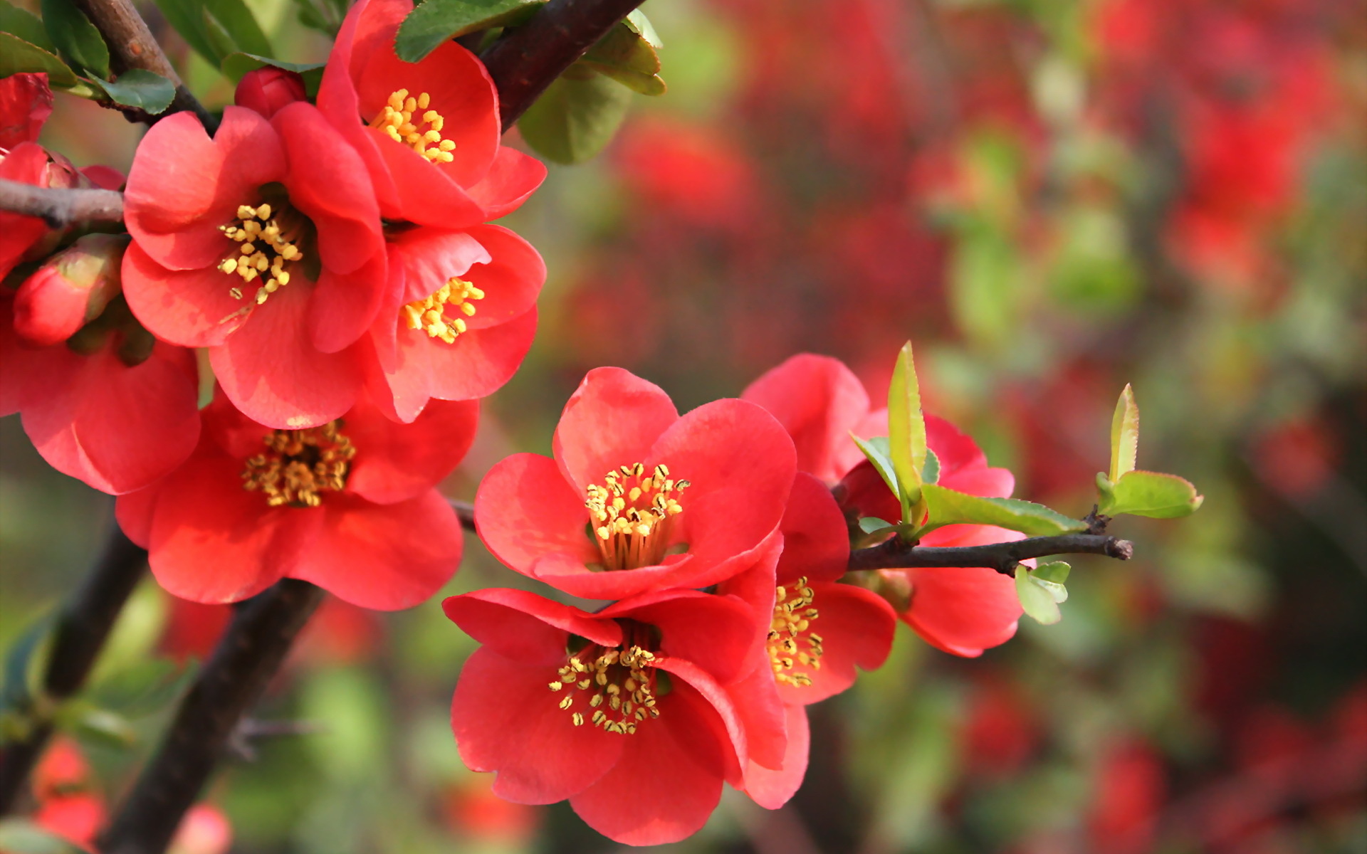 Handy-Wallpaper Blumen, Blume, Erde/natur kostenlos herunterladen.