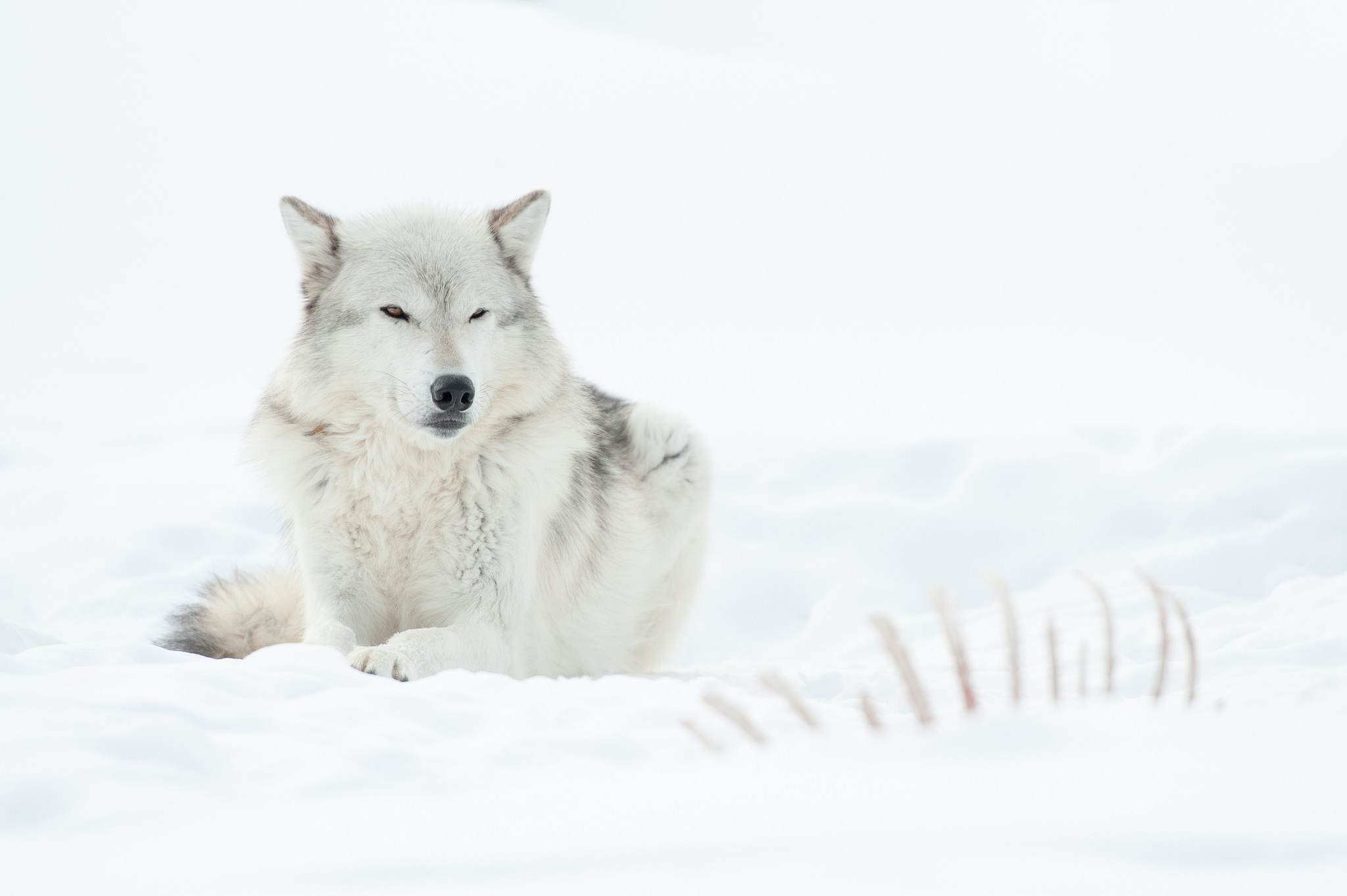 Скачать картинку Животные, Волки, Снег, Белый, Волк в телефон бесплатно.