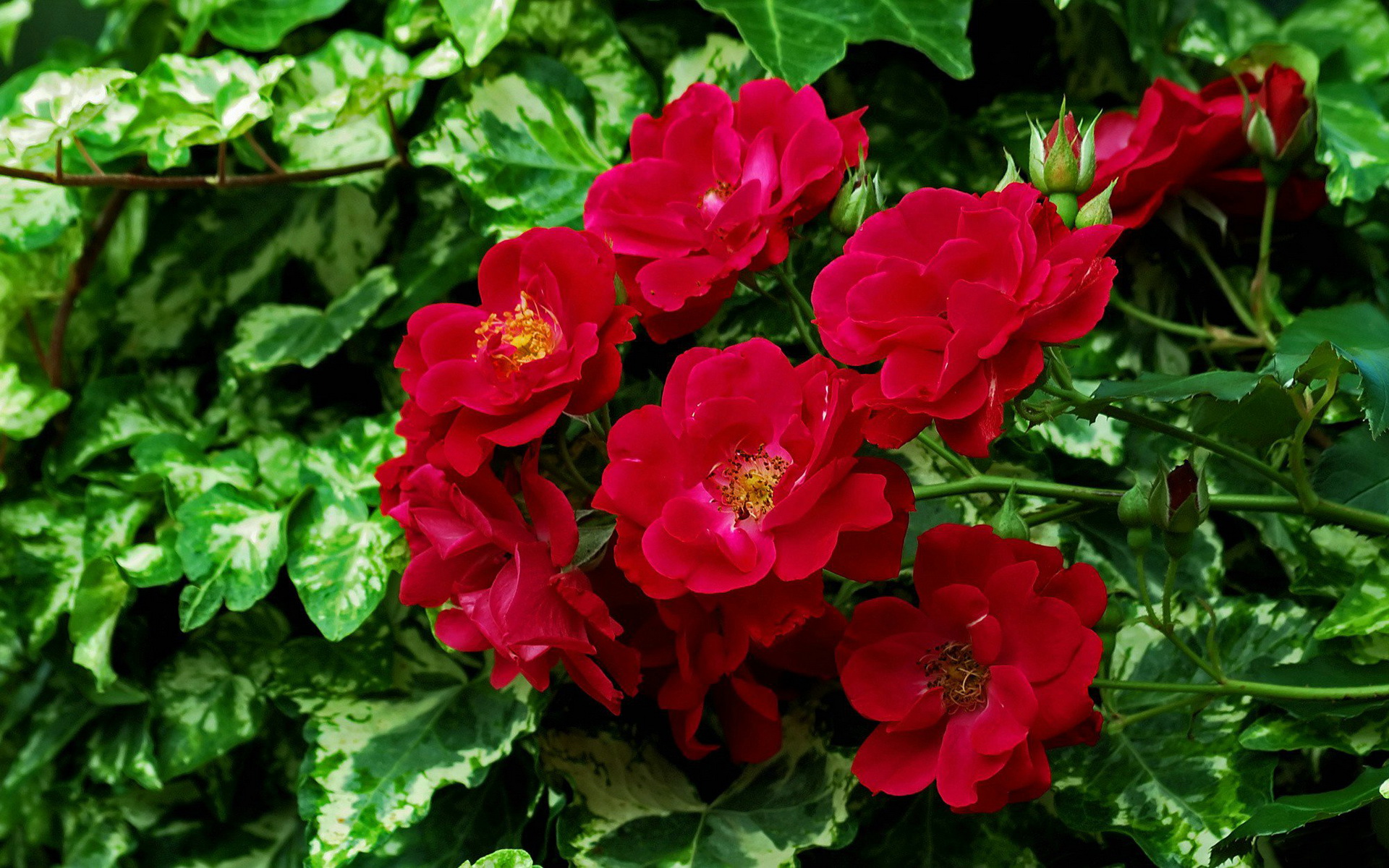 308348壁紙のダウンロード地球, 薔薇, つぼみ, 葉, 赤いバラ, フラワーズ-スクリーンセーバーと写真を無料で