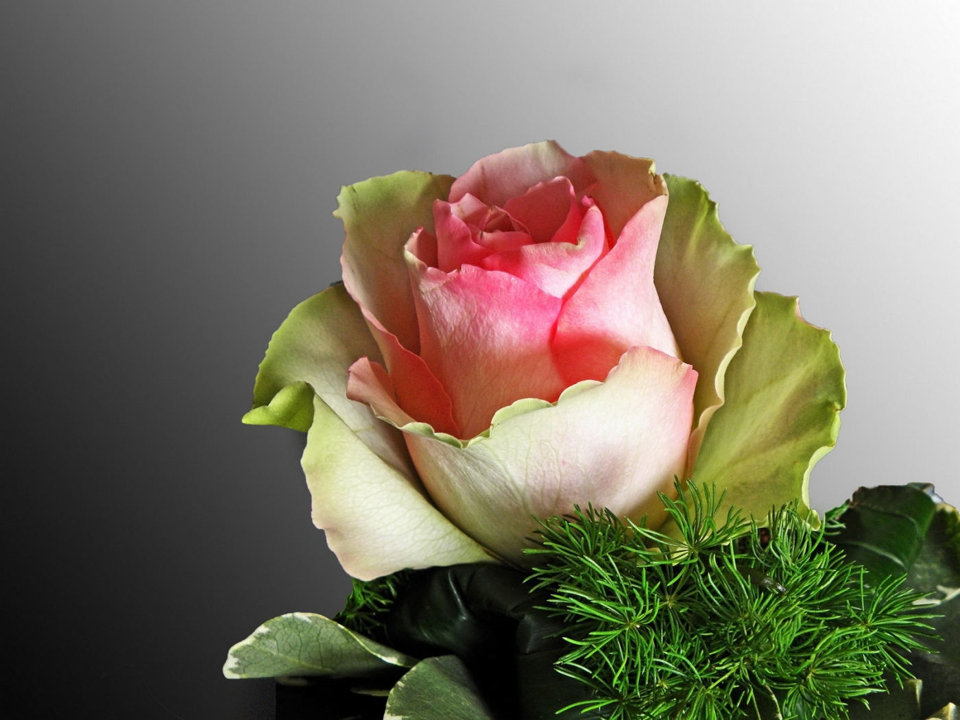 Скачать обои бесплатно Растения, Цветы, Розы картинка на рабочий стол ПК
