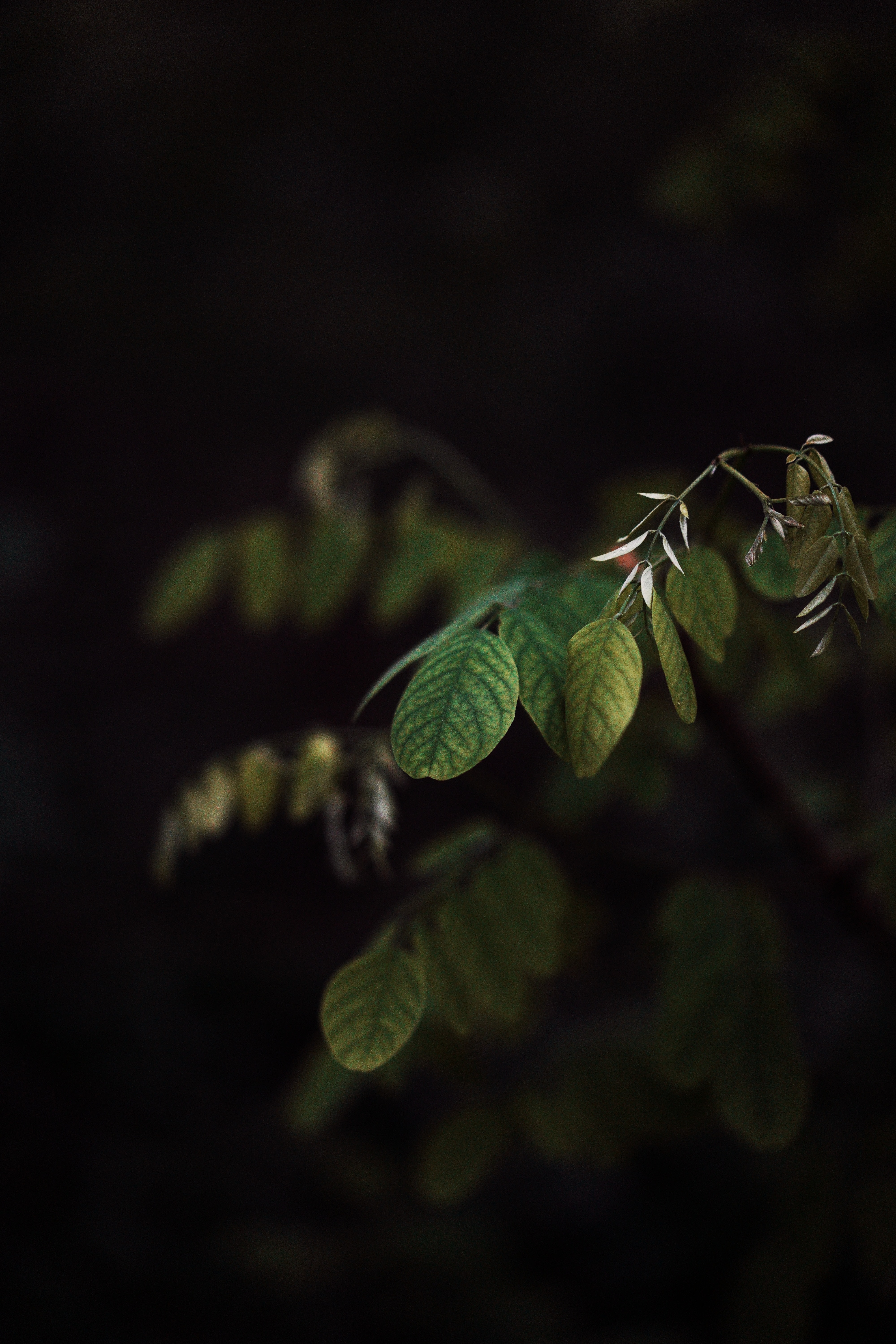 Download mobile wallpaper Branch, Leaves, Plant, Nature, Dark for free.