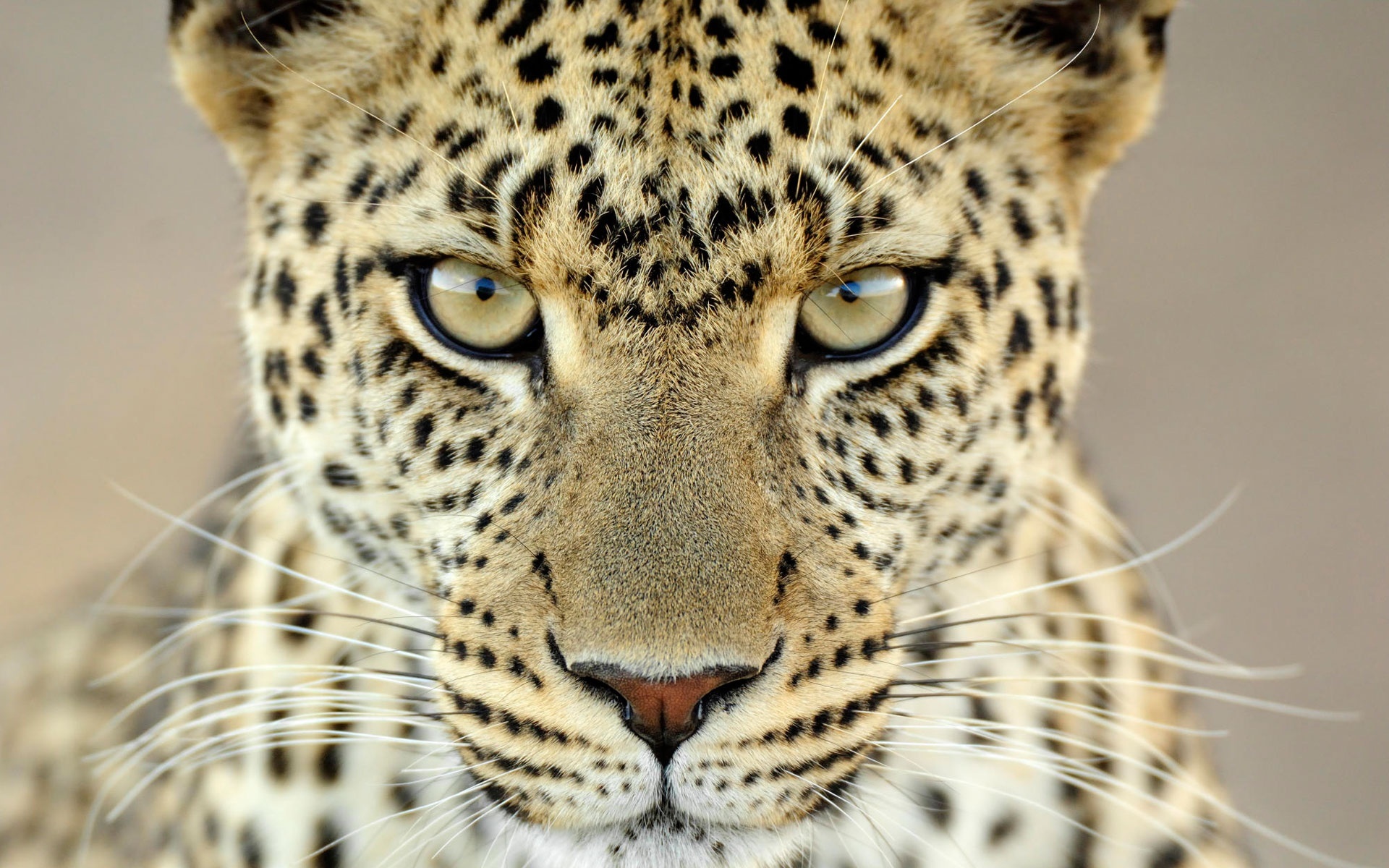 15923 Bild herunterladen tiere, leopards, gelb - Hintergrundbilder und Bildschirmschoner kostenlos