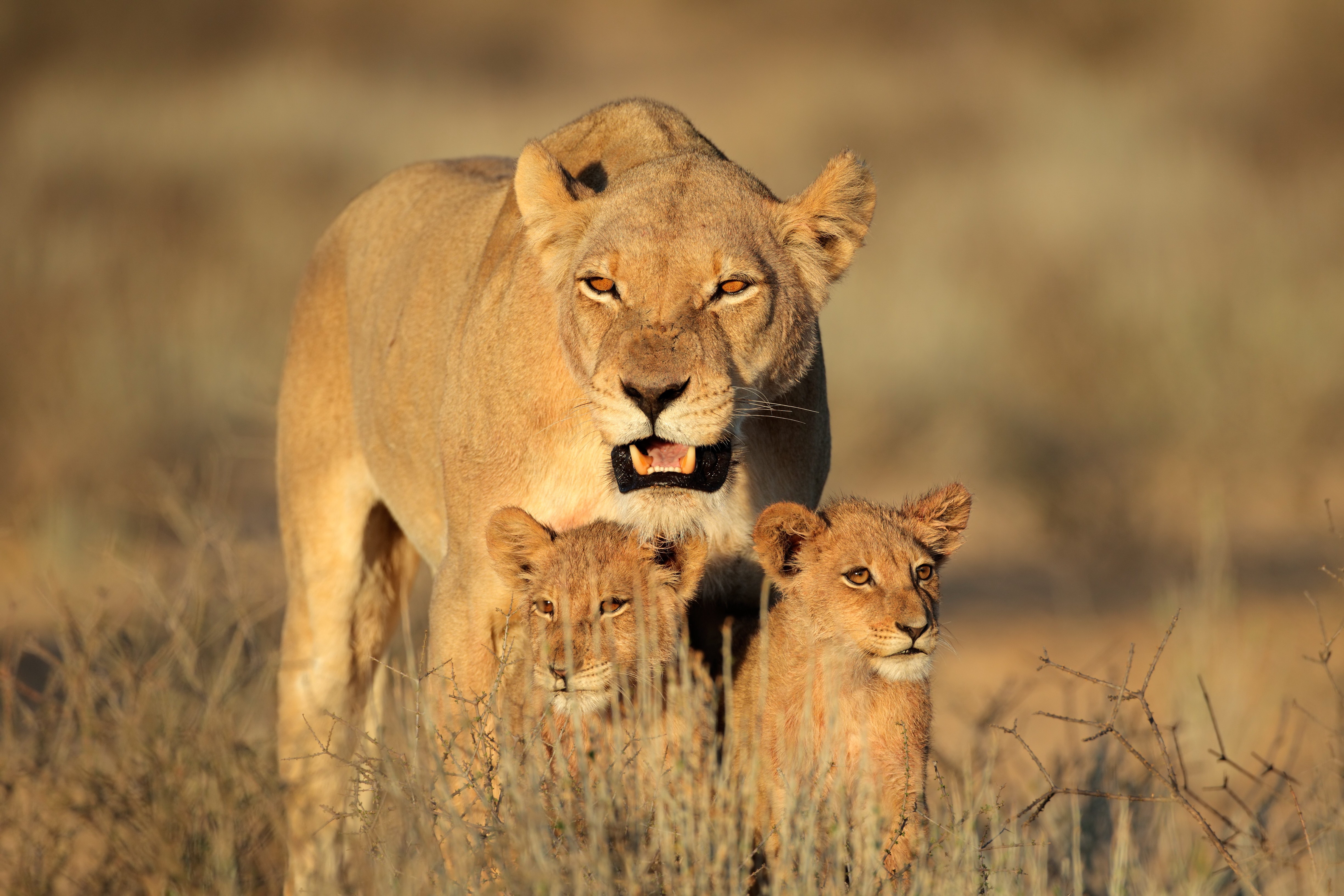 60678 Hintergrundbild herunterladen löwe, tiere, ein löwe, die familie, familie, afrika, raubtiere, löwenjunge, weiblich, löwenbabys - Bildschirmschoner und Bilder kostenlos