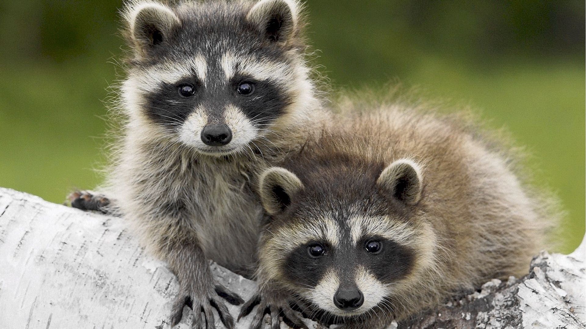 animals, raccoons, couple, pair, sight, opinion, wool Desktop home screen Wallpaper