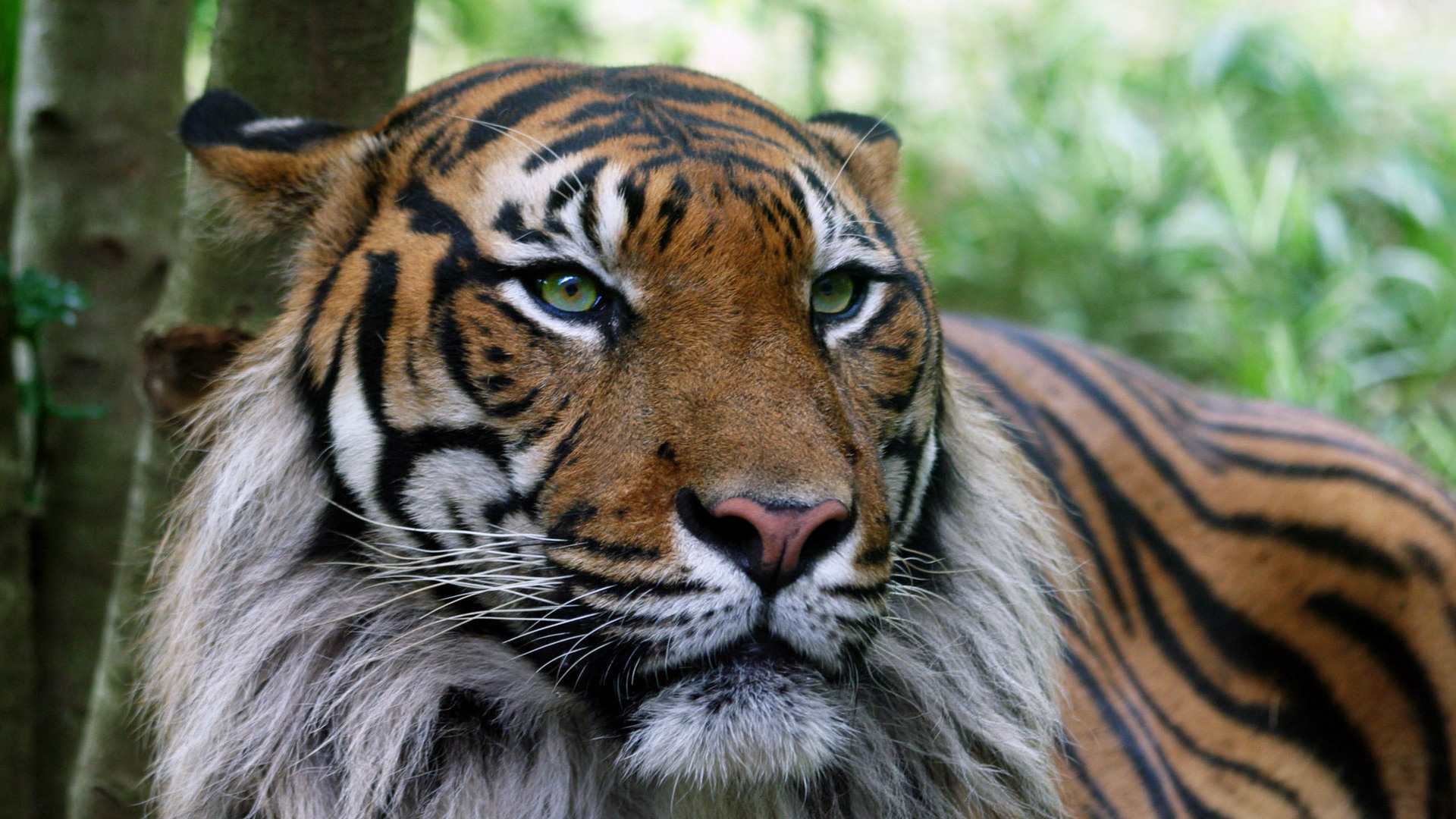 Téléchargez des papiers peints mobile Animaux, Tigre gratuitement.