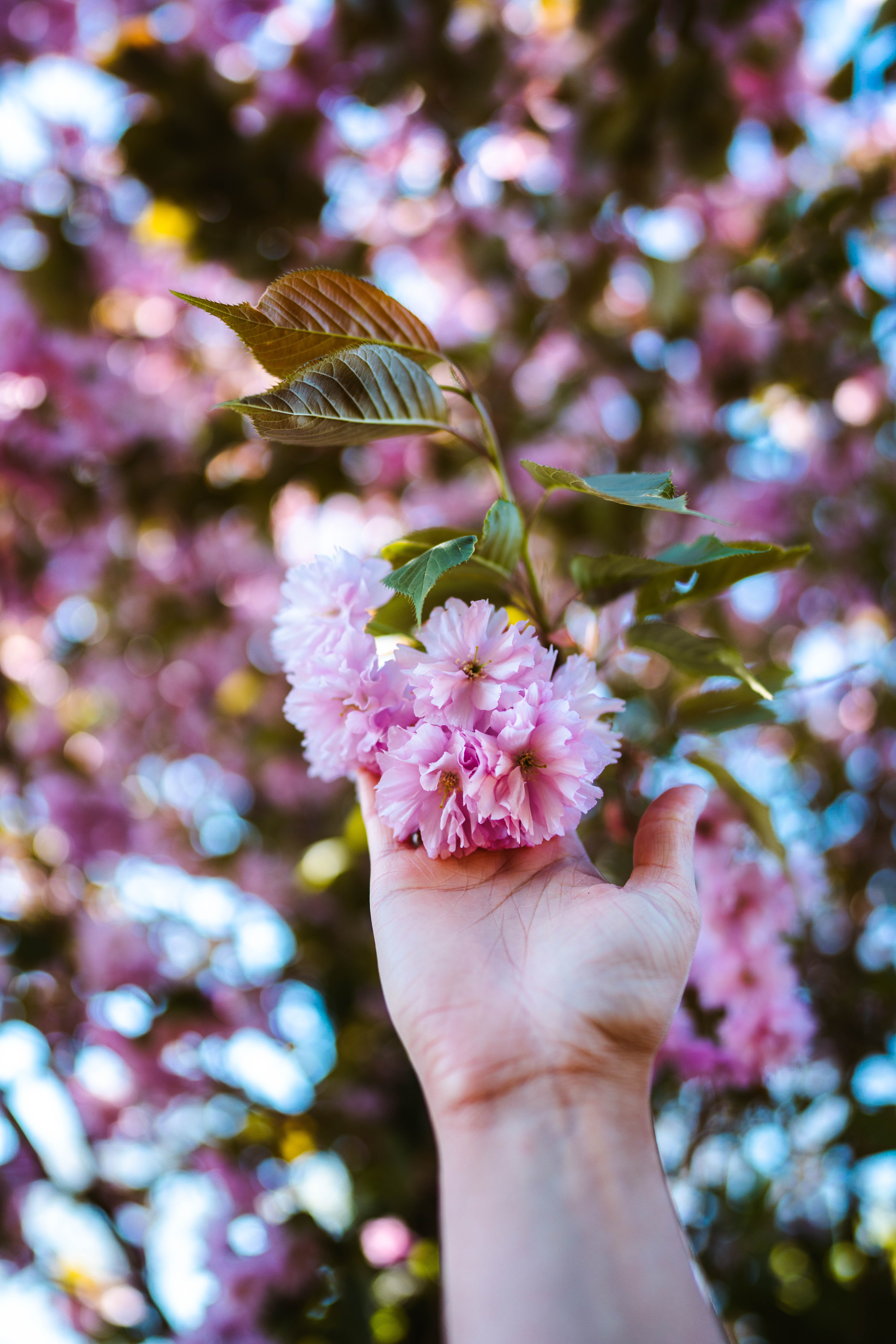 Download mobile wallpaper Plant, Branch, Hand, Flowers, Pink for free.