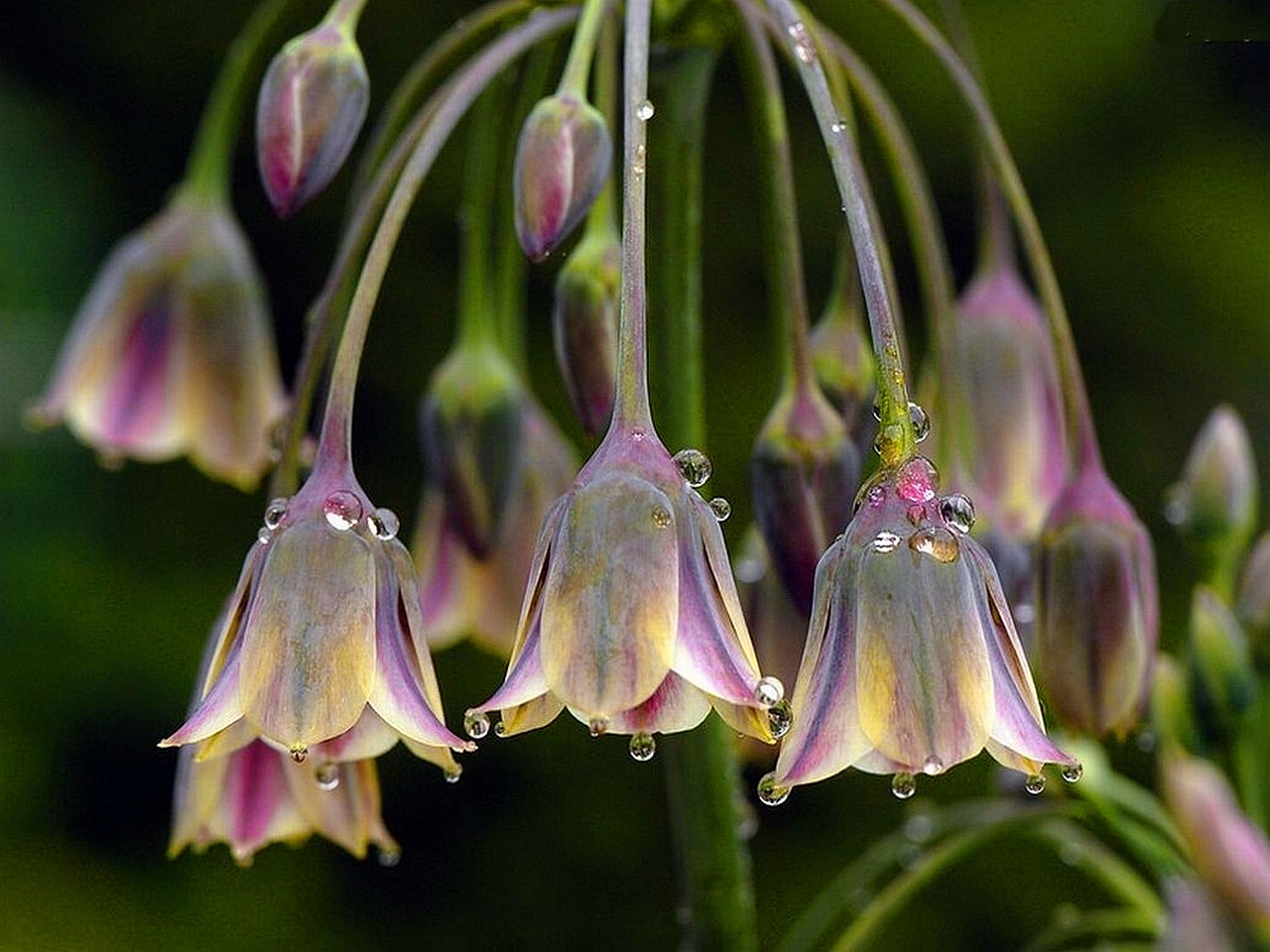 Descarga gratis la imagen Flor, Tierra/naturaleza en el escritorio de tu PC