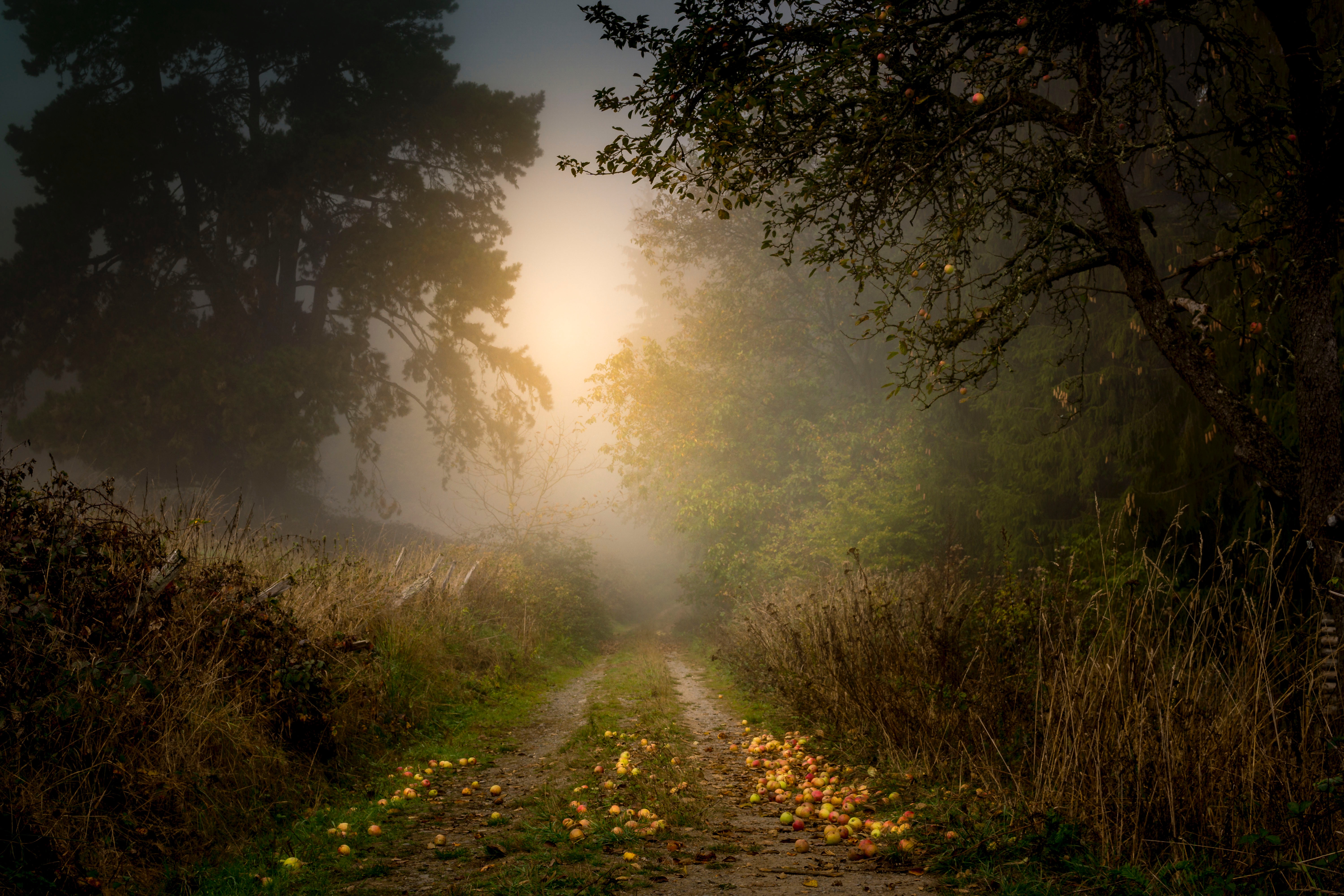 Free download wallpaper Apples, Fog, Trees, Nature, Road, Forest on your PC desktop