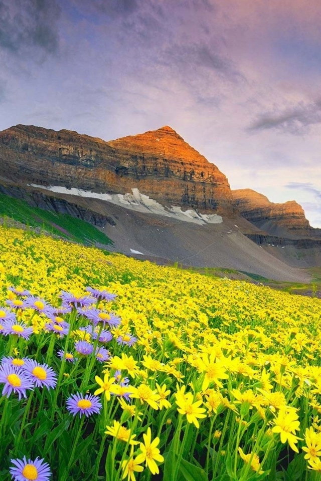 Descarga gratuita de fondo de pantalla para móvil de Flores, Flor, Tierra/naturaleza.