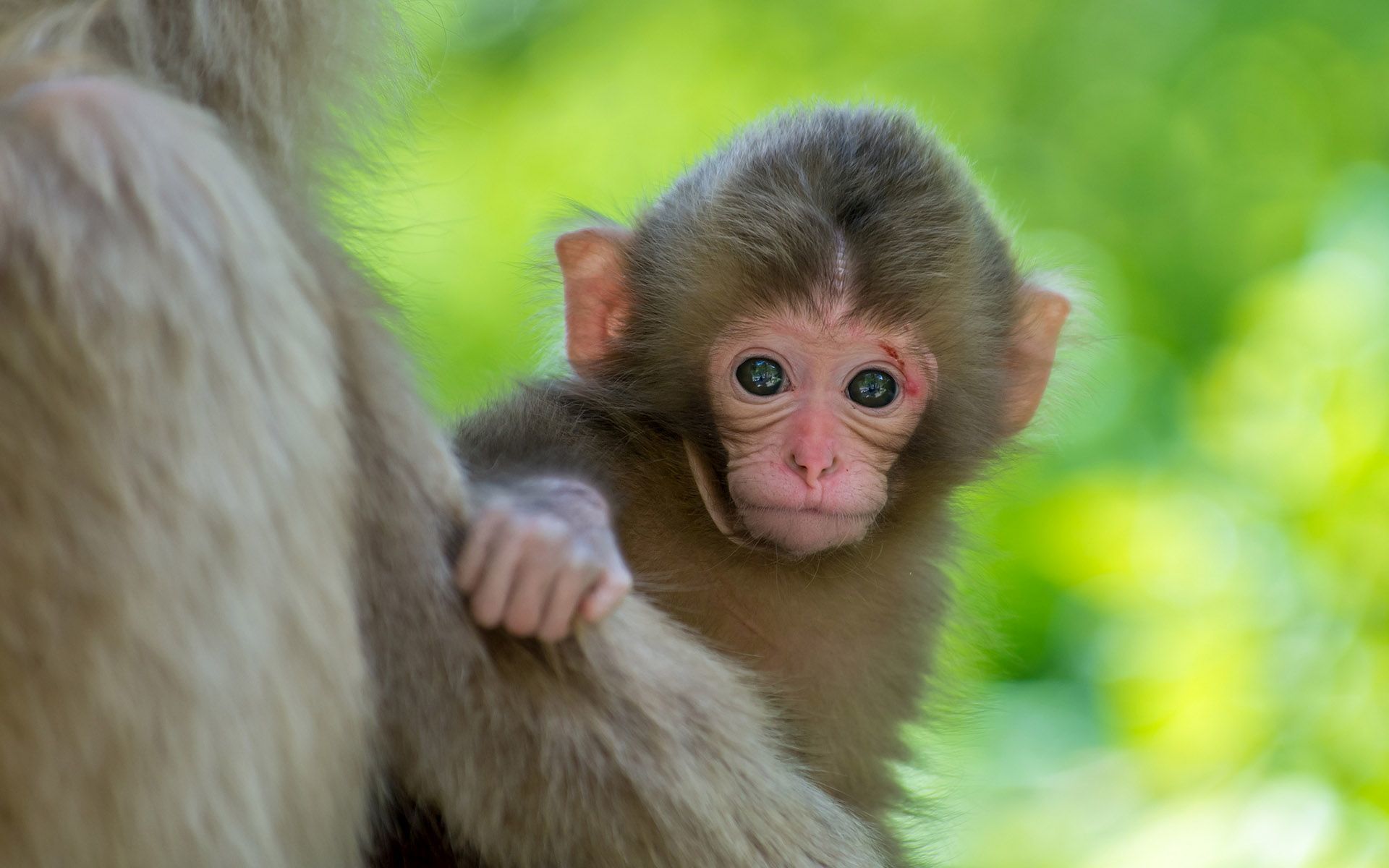 376406 télécharger l'image singe, animaux, bébé animal, mignon, primate, singes - fonds d'écran et économiseurs d'écran gratuits