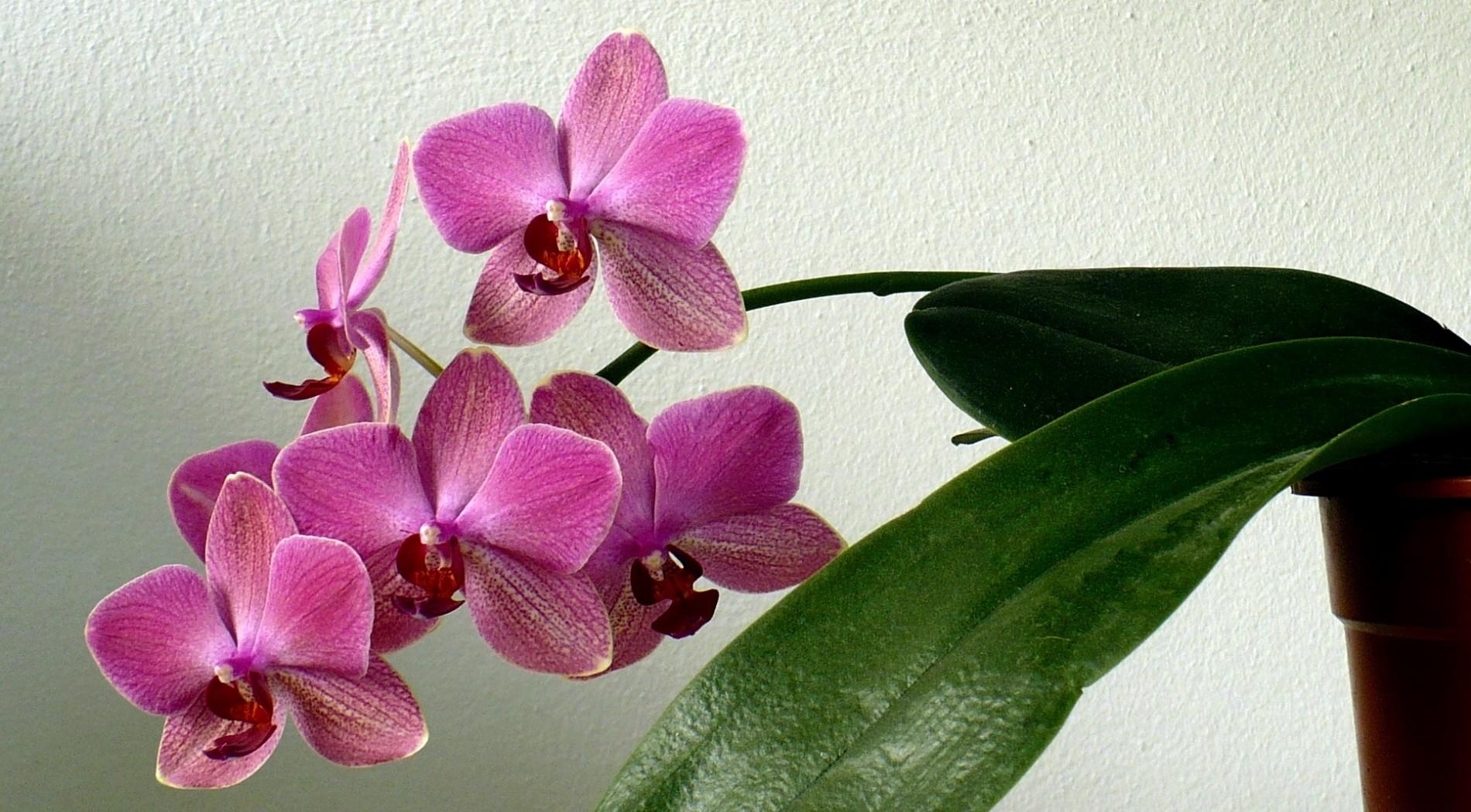 126670 Hintergrundbild herunterladen orchidee, blumen, blume, flugblatt, leaflet, topf, stengel, stiel, orchid - Bildschirmschoner und Bilder kostenlos