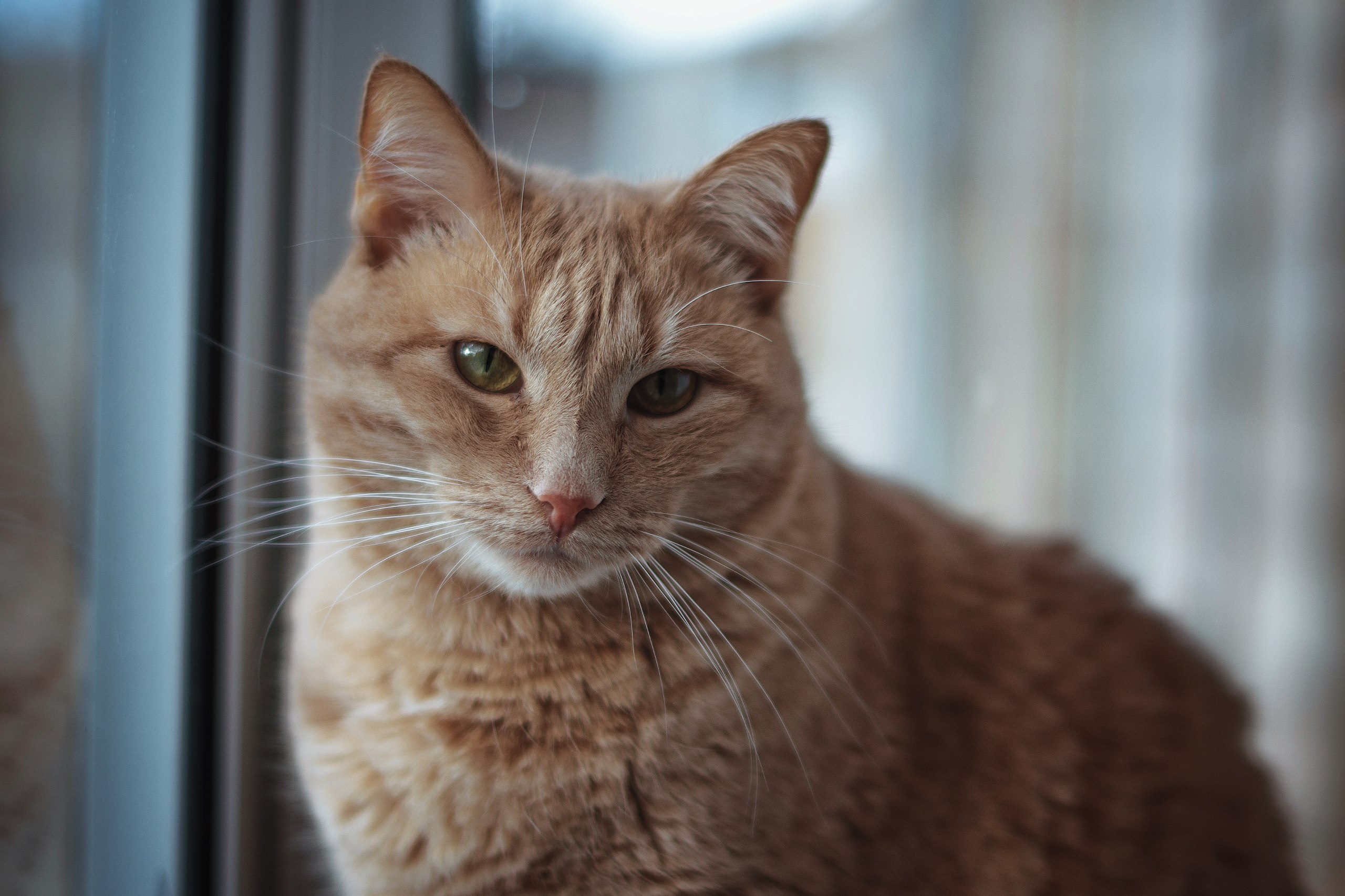 Baixe gratuitamente a imagem Animais, Gatos, Gato na área de trabalho do seu PC