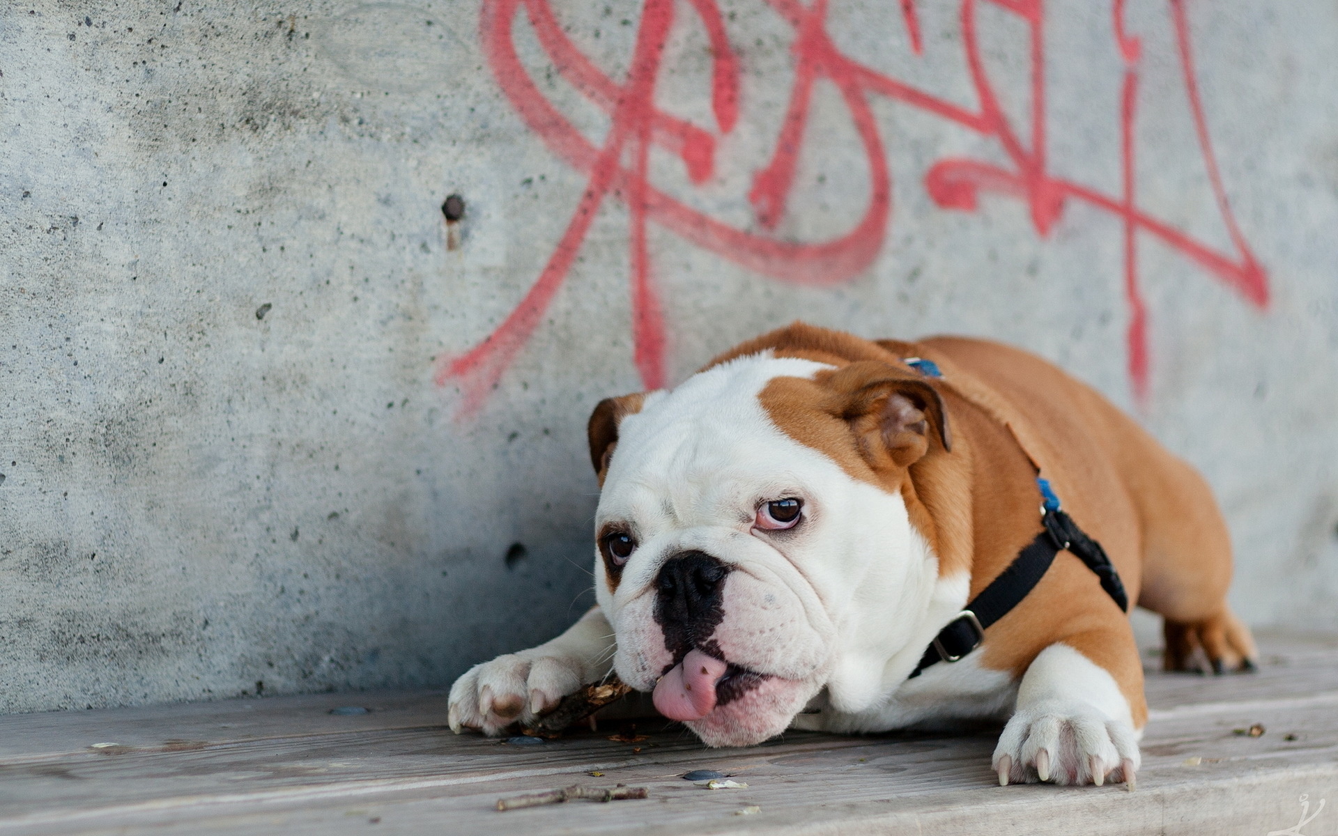 Handy-Wallpaper Hunde, Hund, Tiere kostenlos herunterladen.