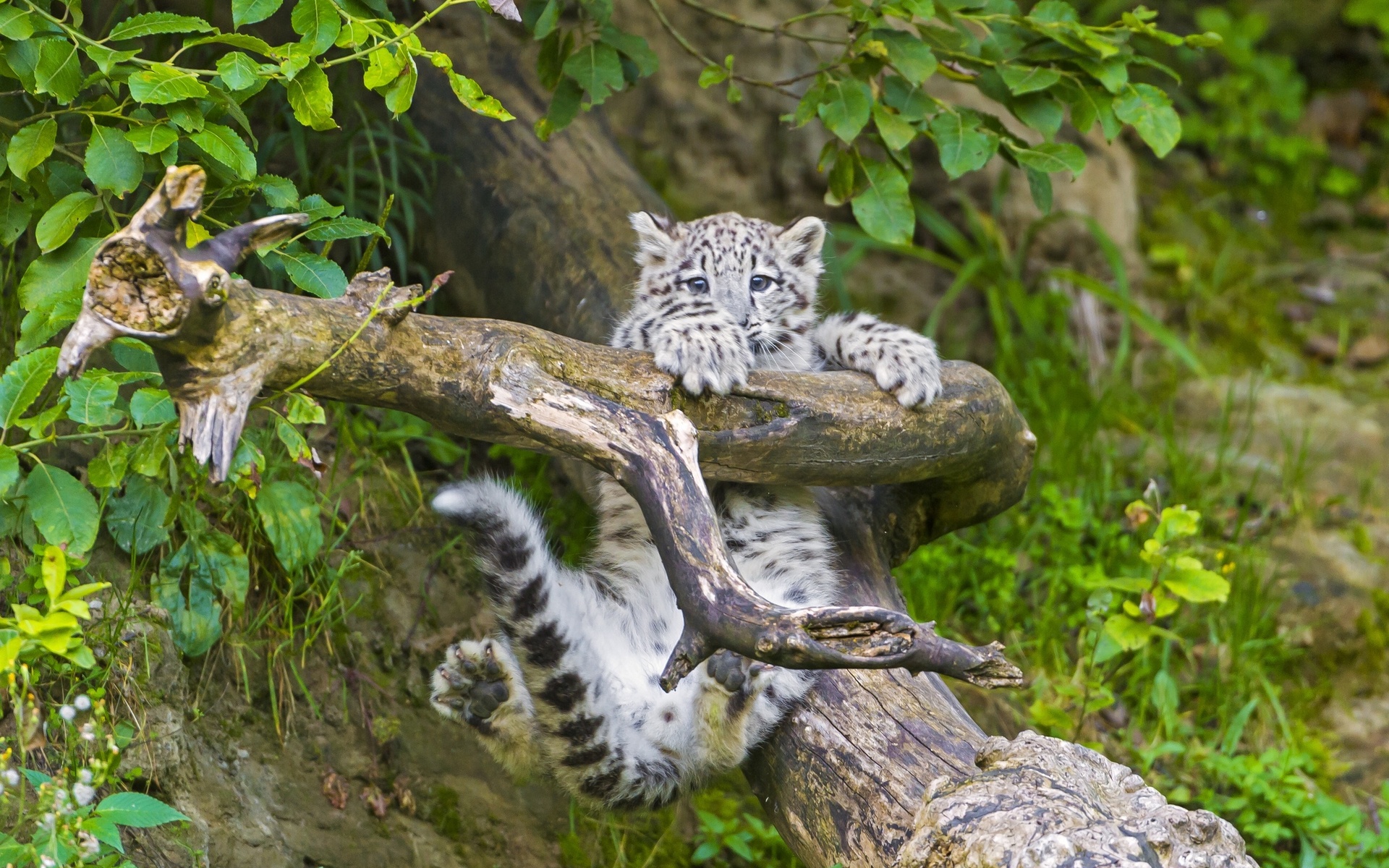 Baixar papel de parede para celular de Leopardo Das Neves, Ramo, Animal Bebê, Filhote, Gatos, Animais gratuito.