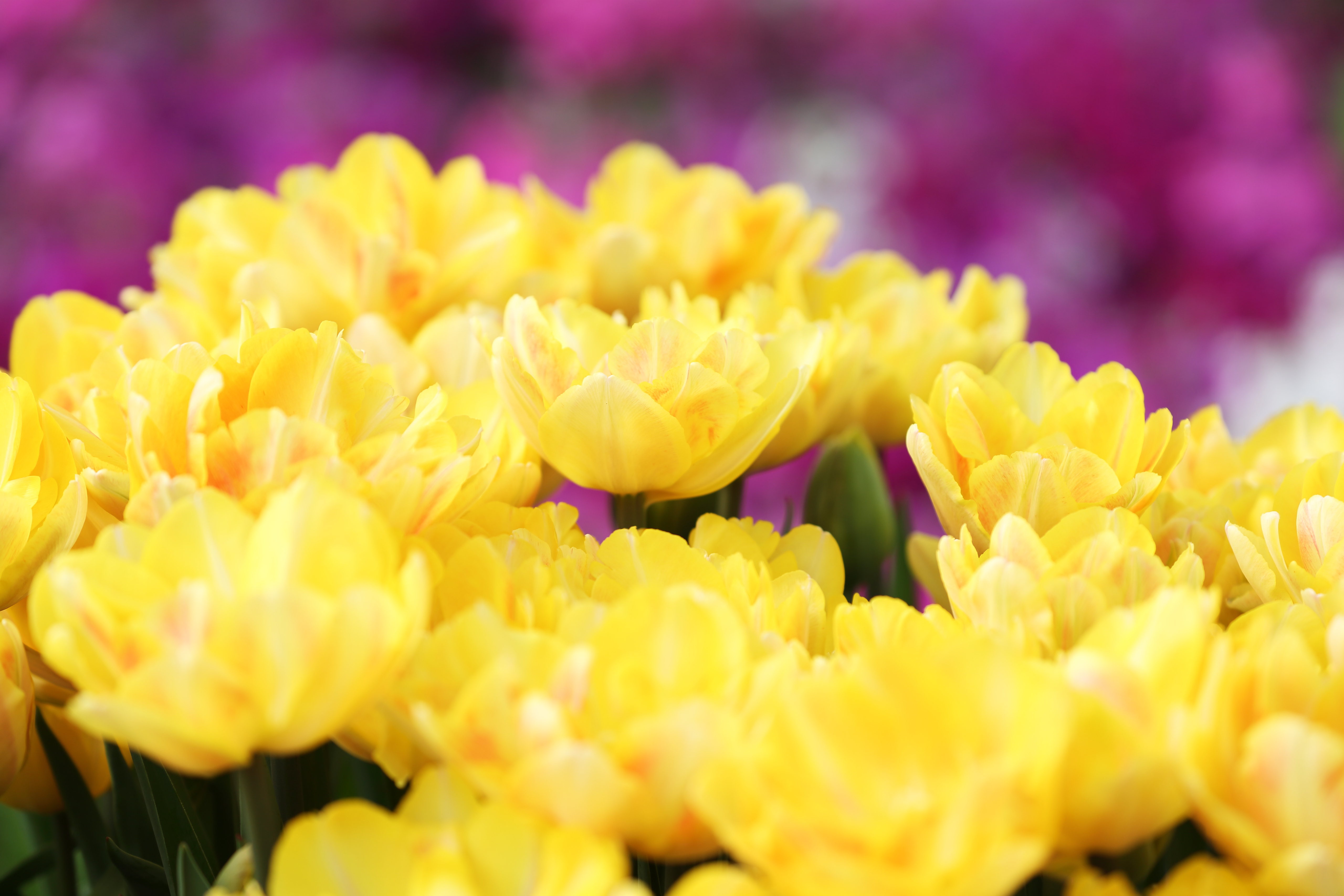 Free download wallpaper Flowers, Earth, Tulip on your PC desktop