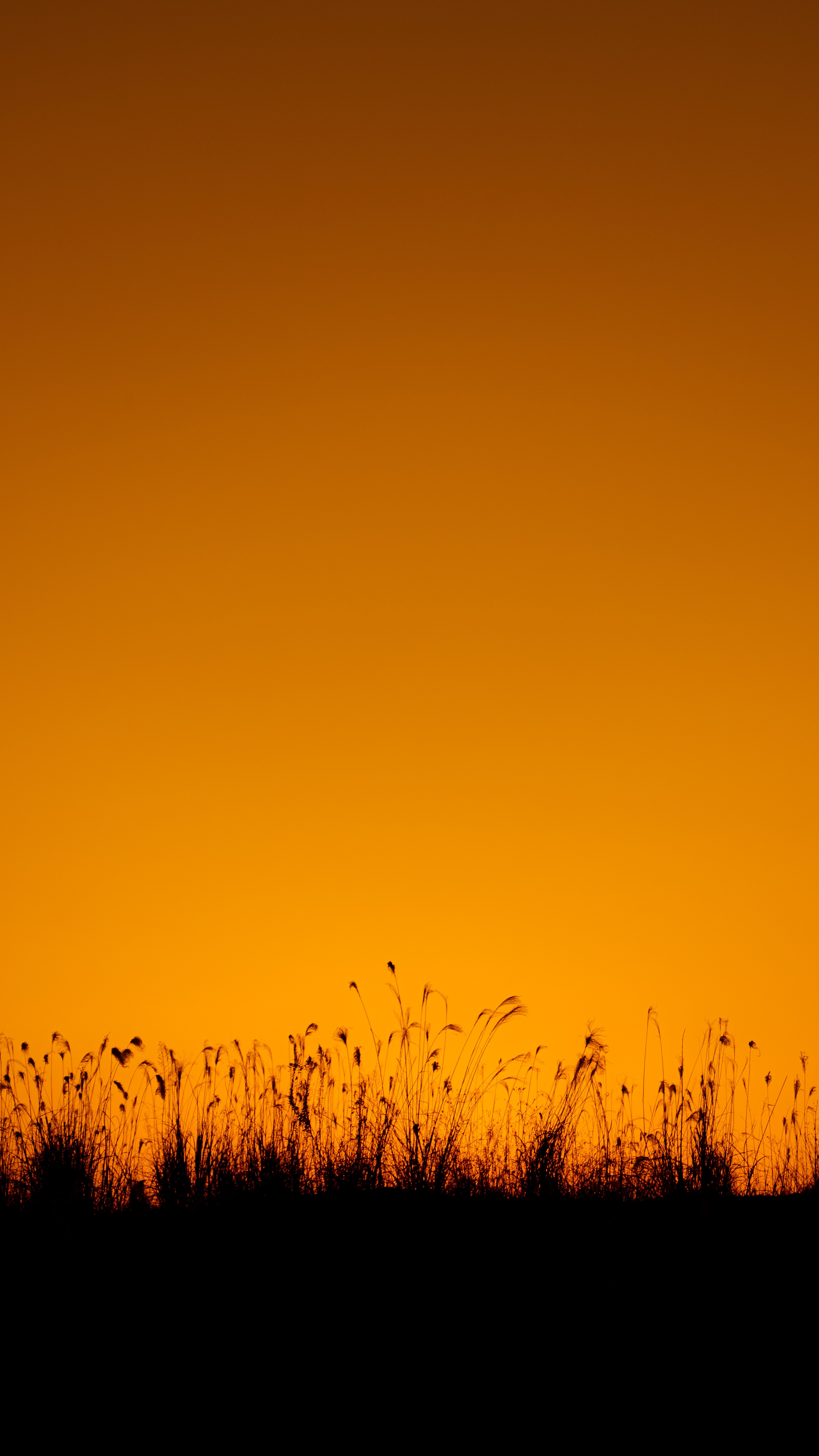 dark, outlines, silhouette, grass, twilight, dusk HD wallpaper