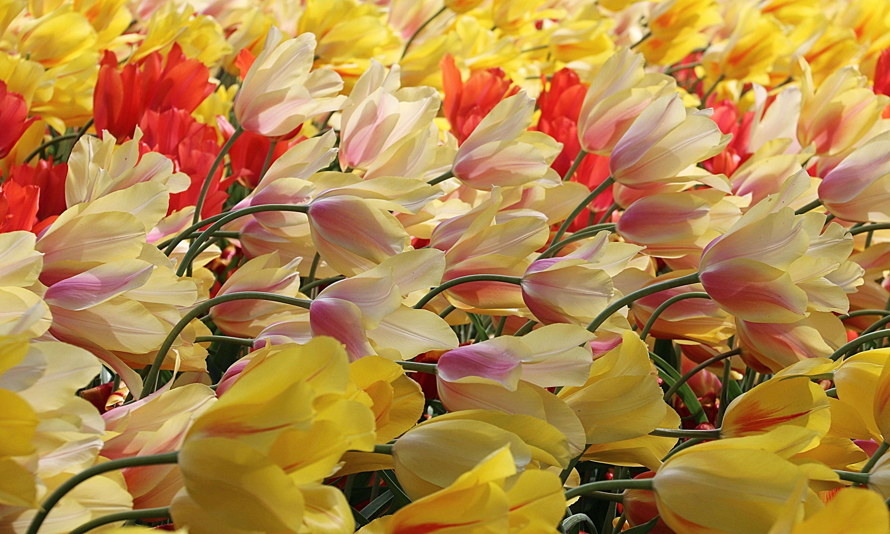 Descarga gratuita de fondo de pantalla para móvil de Flores, Flor, Campo, Tulipán, Viento, Tierra/naturaleza.