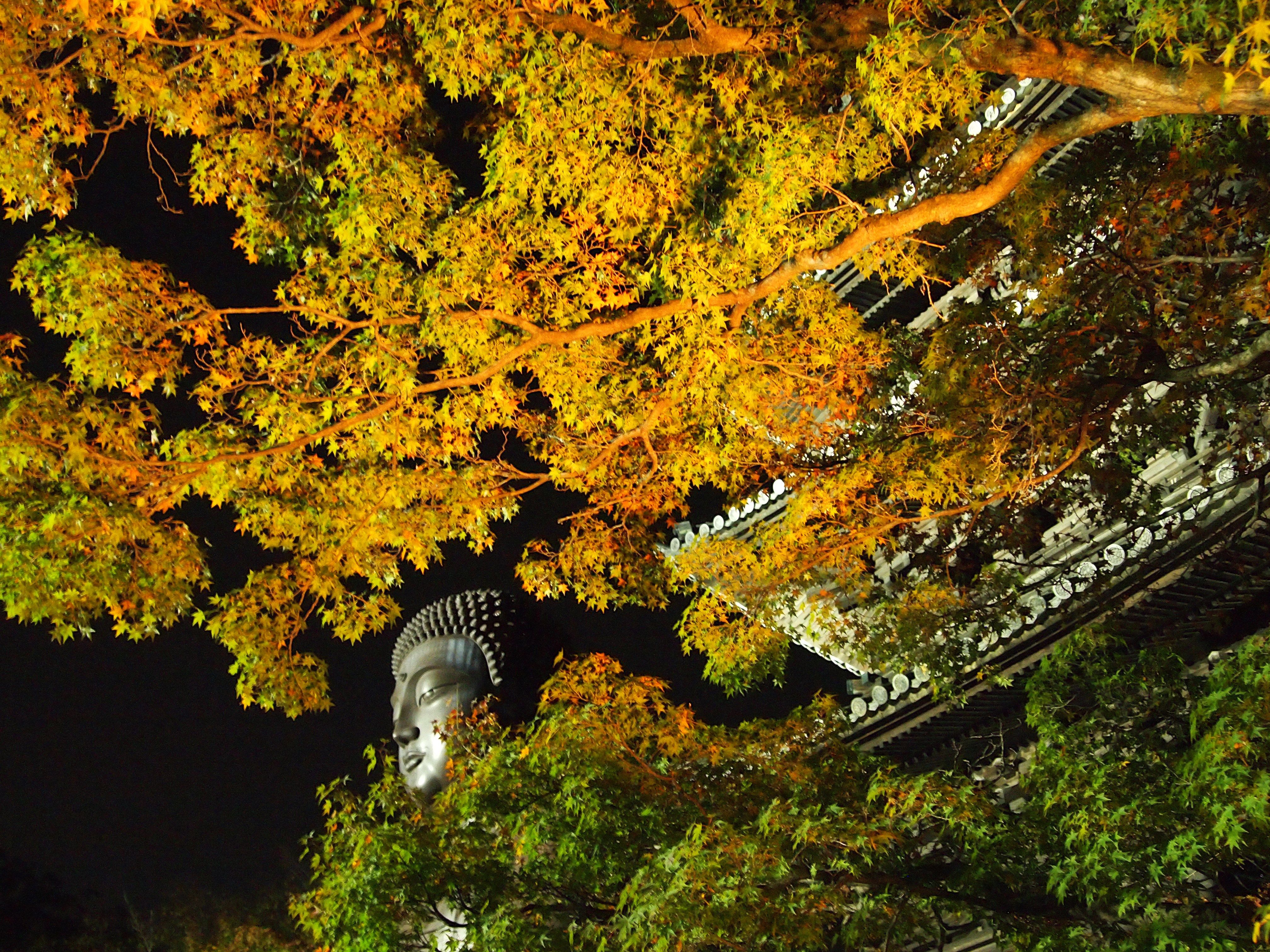 Download mobile wallpaper Night, Fall, Japan, Temple, Temples, Religious, Nagoya for free.