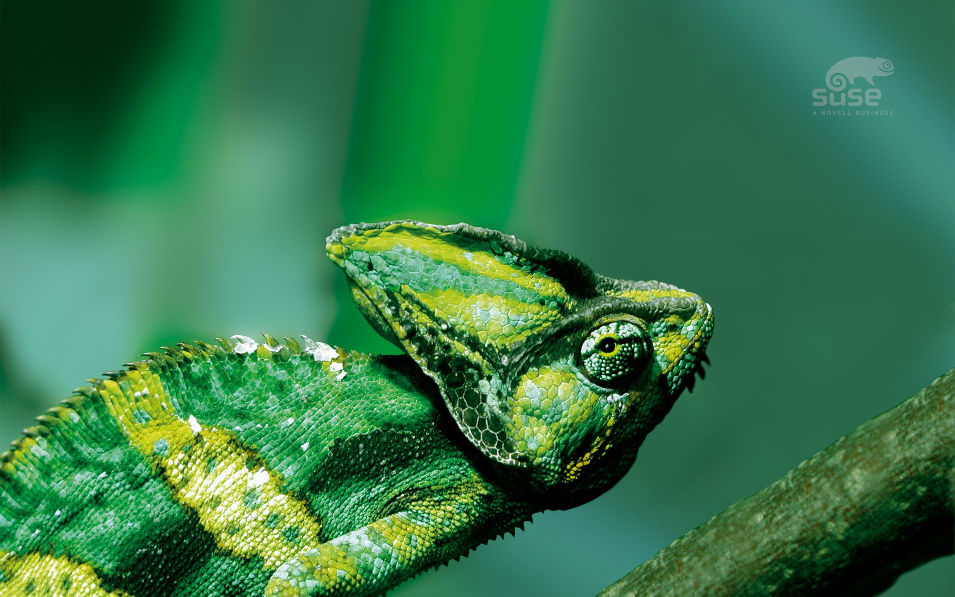 273308 descargar imagen animales, camaleón, verde, lagarto, reptil, reptiles: fondos de pantalla y protectores de pantalla gratis
