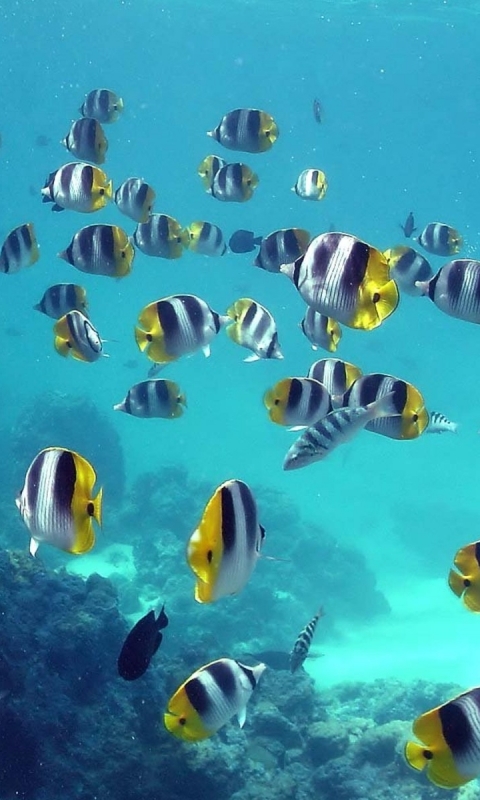 Download mobile wallpaper Animal, Fish, Butterflyfish for free.