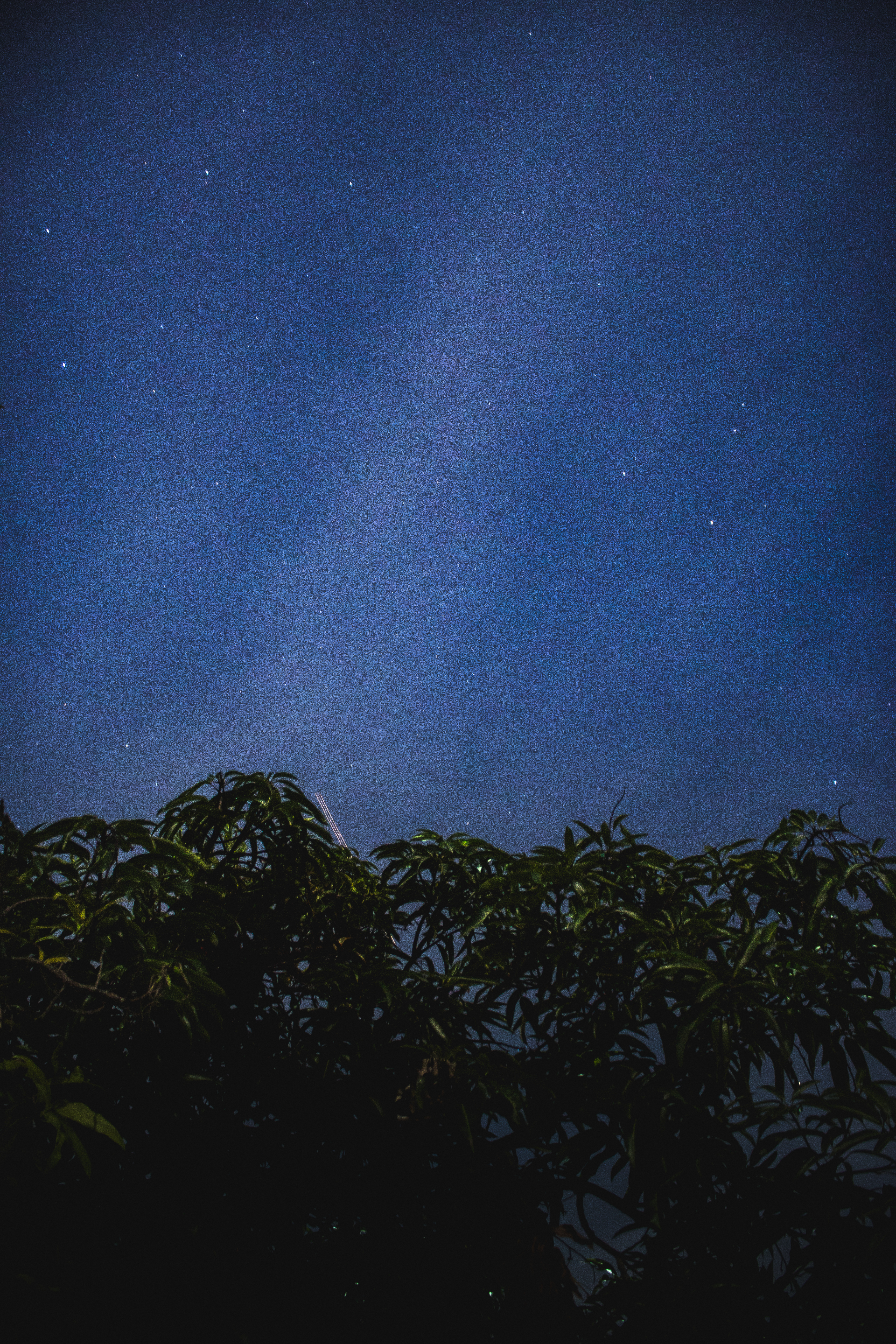 Download mobile wallpaper Trees, Stars, Nature, Starry Sky, Night, Leaves for free.