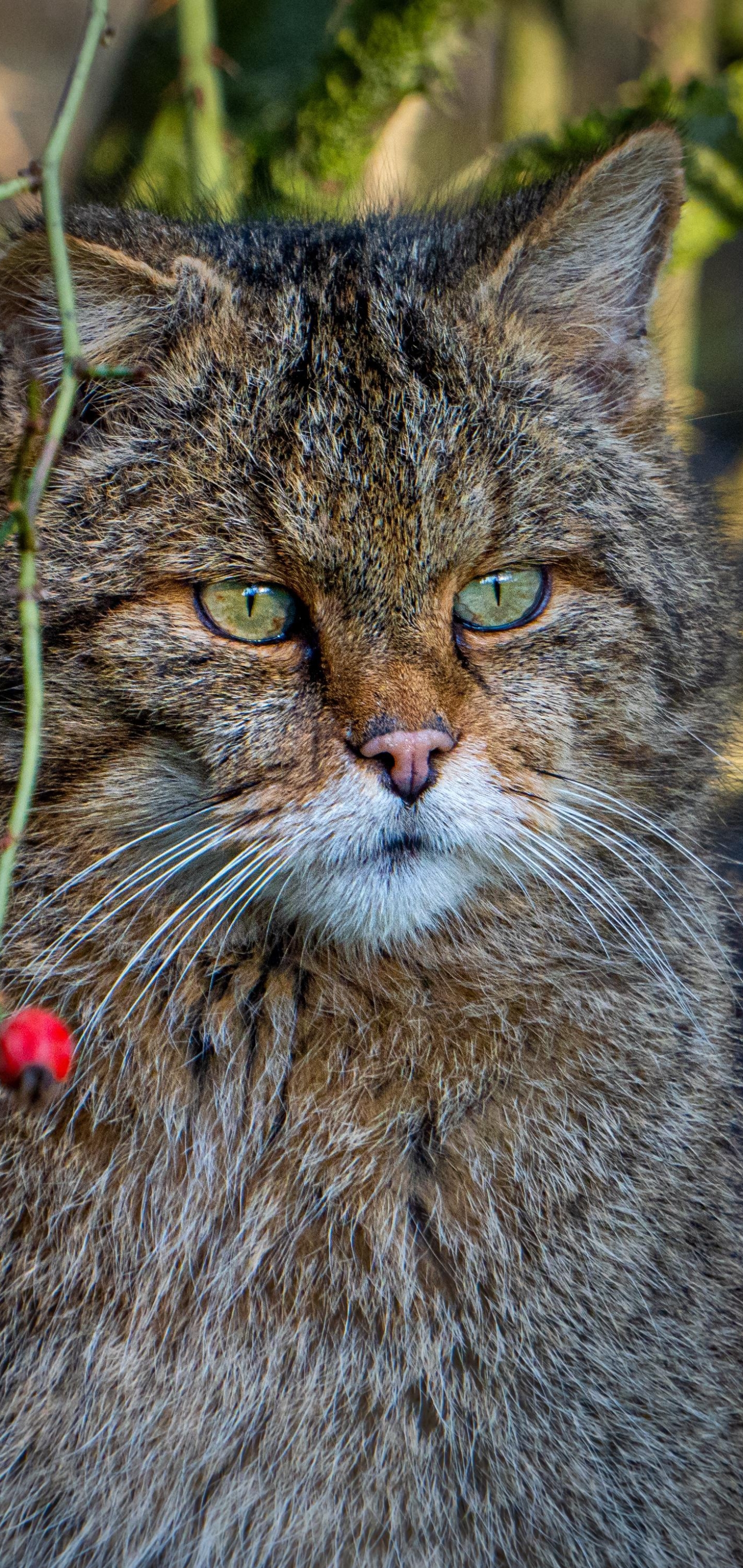 Téléchargez des papiers peints mobile Animaux, Chats, Chat gratuitement.