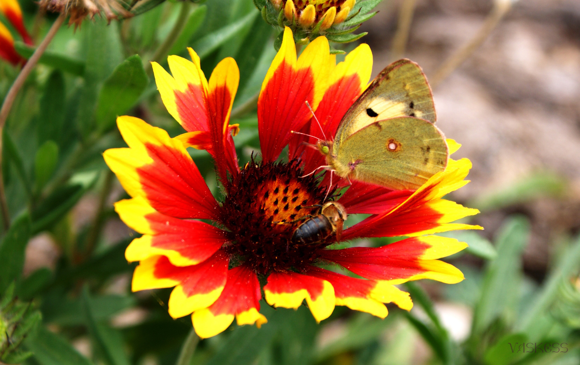 Download mobile wallpaper Plants, Flowers, Butterflies for free.