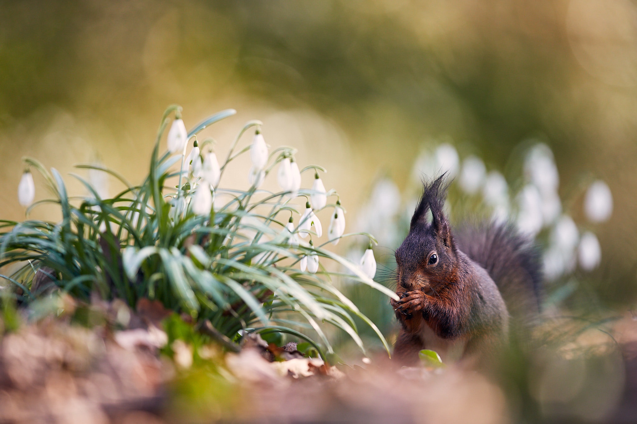 Download mobile wallpaper Squirrel, Flower, Animal, Rodent, Snowdrop for free.