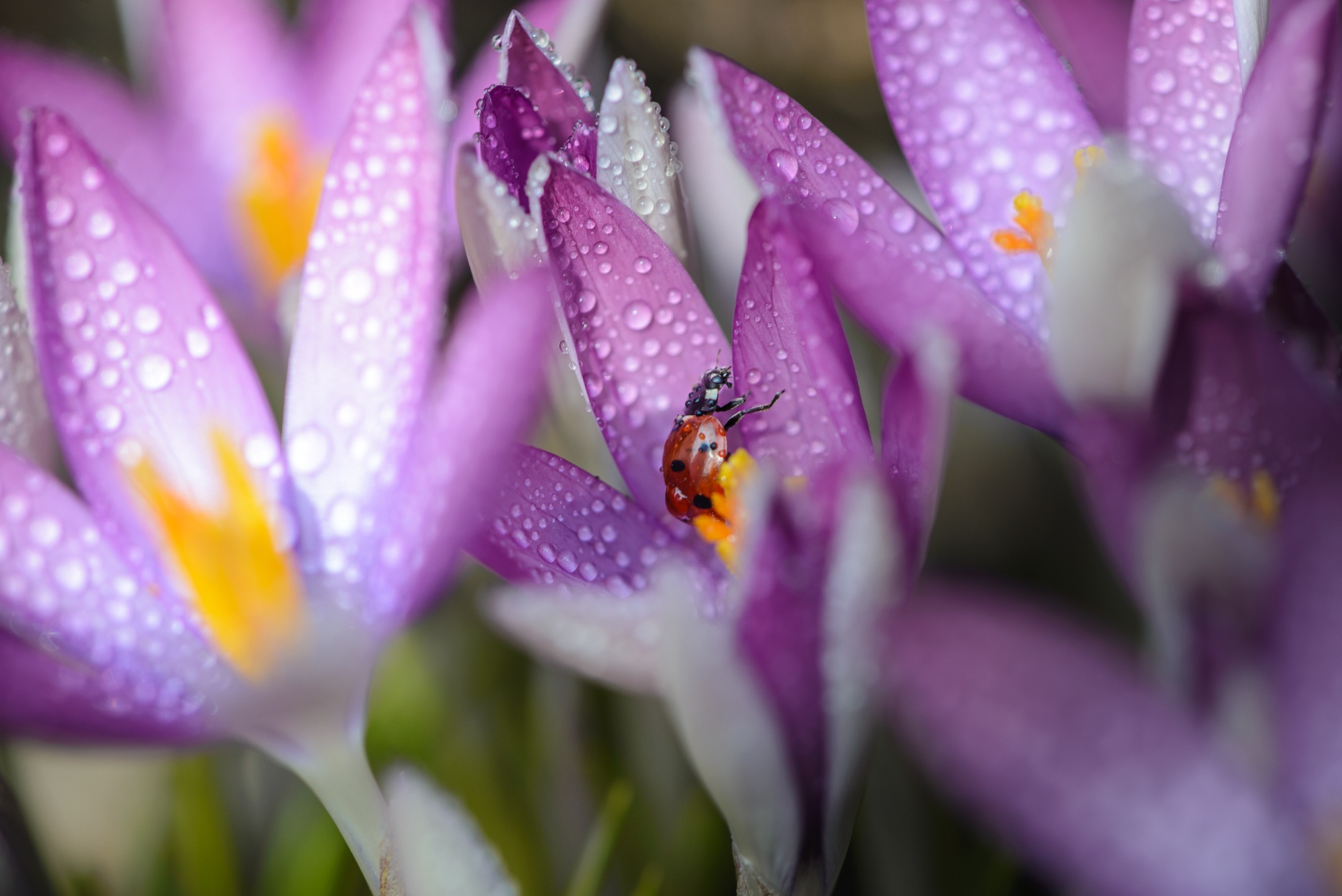 Download mobile wallpaper Flower, Macro, Insect, Animal, Ladybug, Crocus for free.