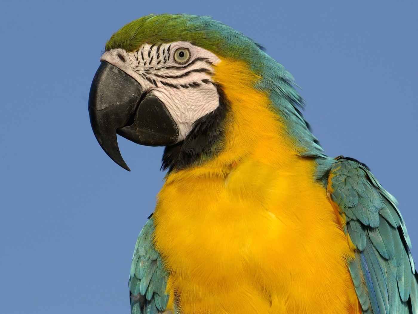 Descarga gratis la imagen Animales, Birds, Loros en el escritorio de tu PC