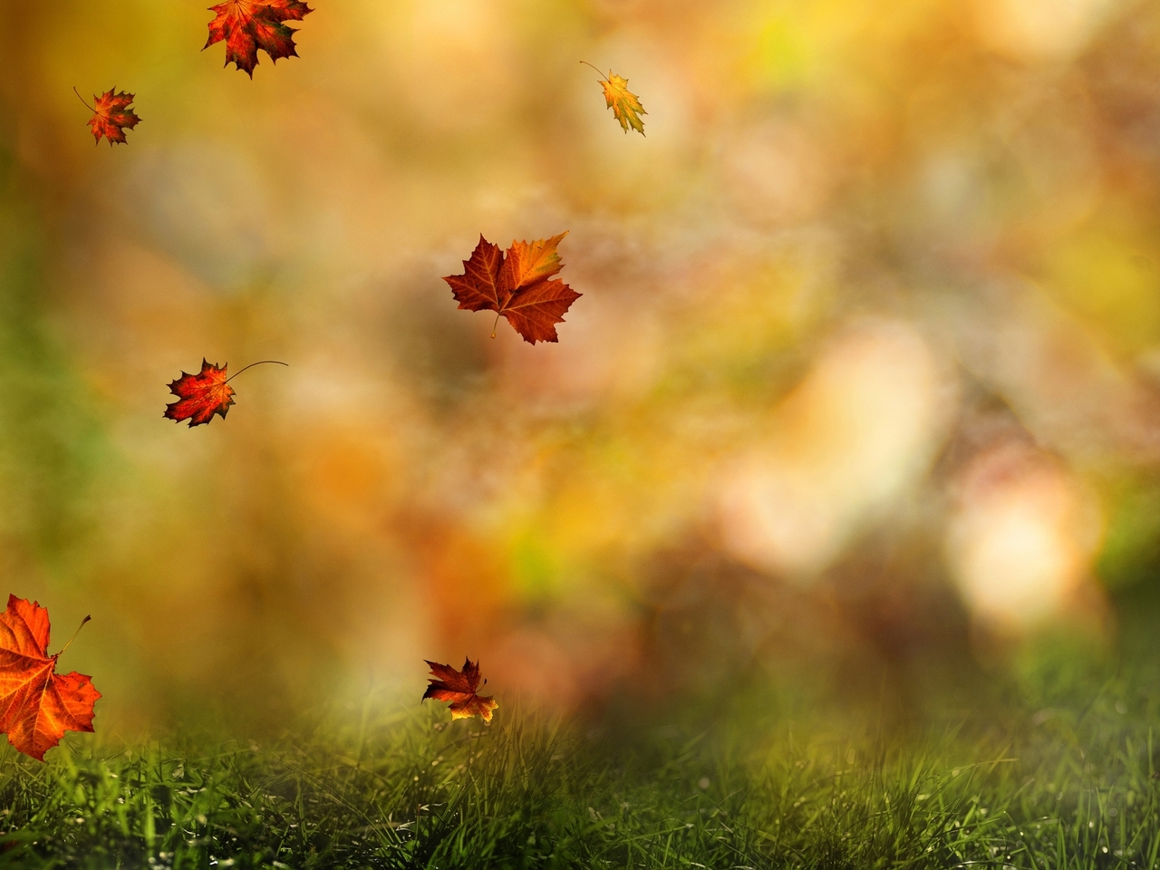 Скачать картинку Пейзаж, Трава, Листья, Растения, Осень в телефон бесплатно.