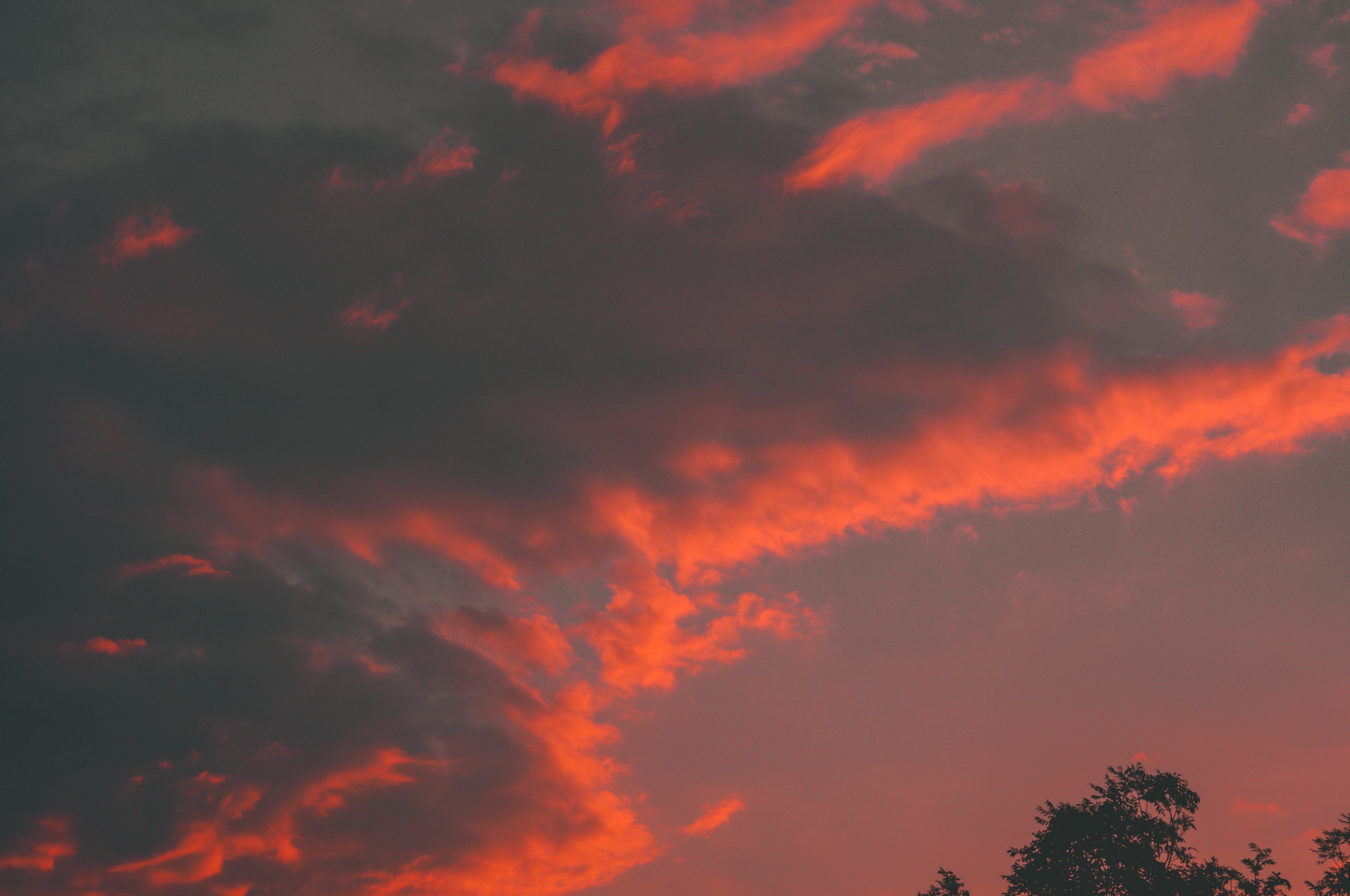 Скачать картинку Оранжевый, Облака, Дерево, Небо, Закат, Природа в телефон бесплатно.