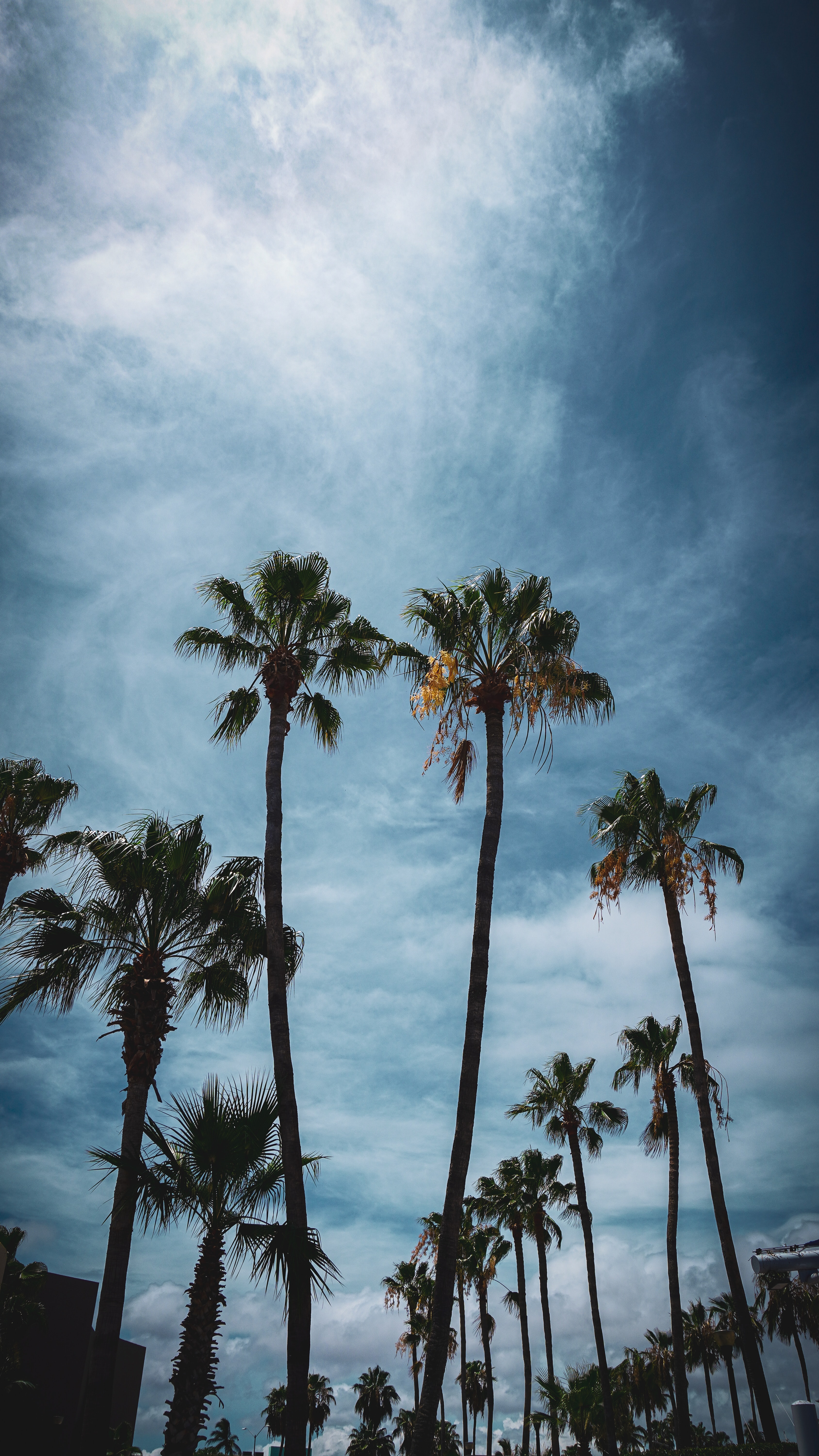 Download mobile wallpaper Branches, City, Nature, Tropical, Palms for free.