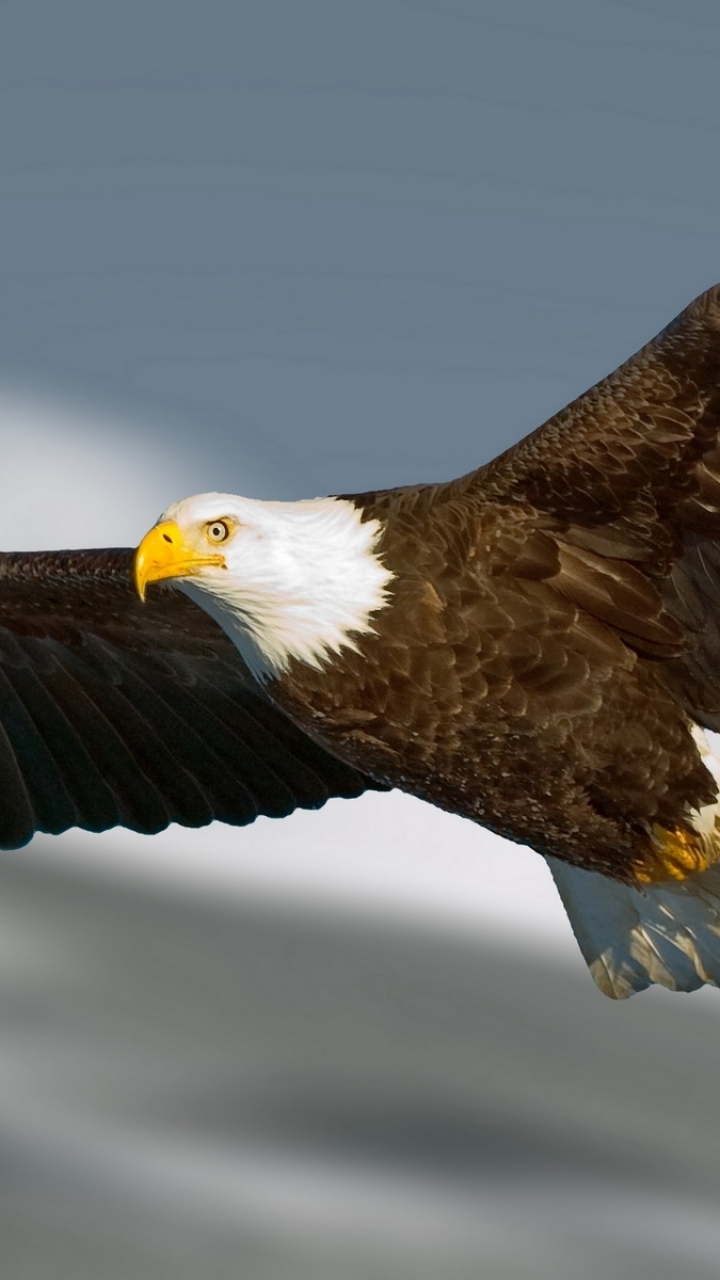 Download mobile wallpaper Birds, Animal, Bald Eagle for free.