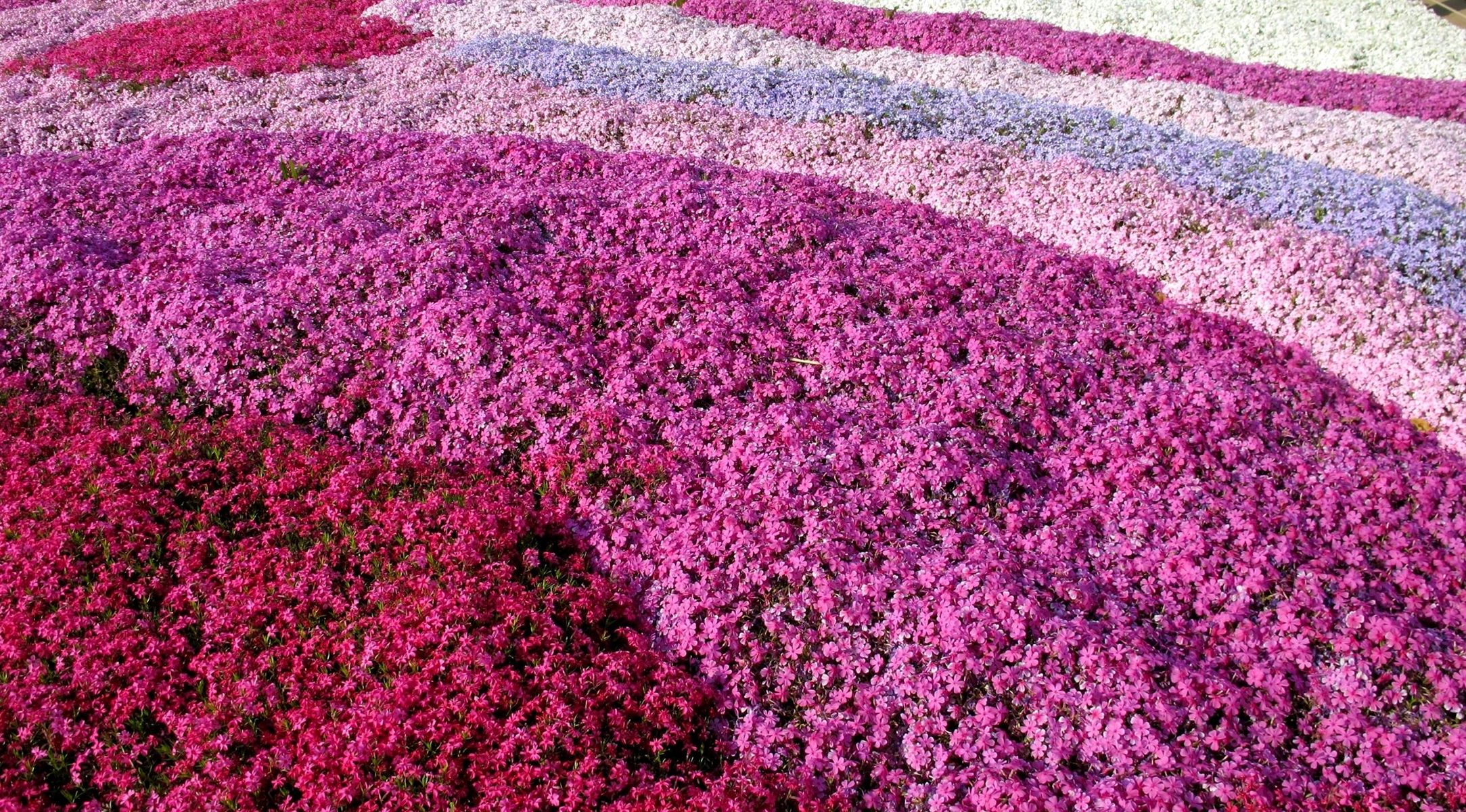 433508壁紙のダウンロード地球, フロックス, 分野, 花, 自然, ピンクの花, フラワーズ-スクリーンセーバーと写真を無料で