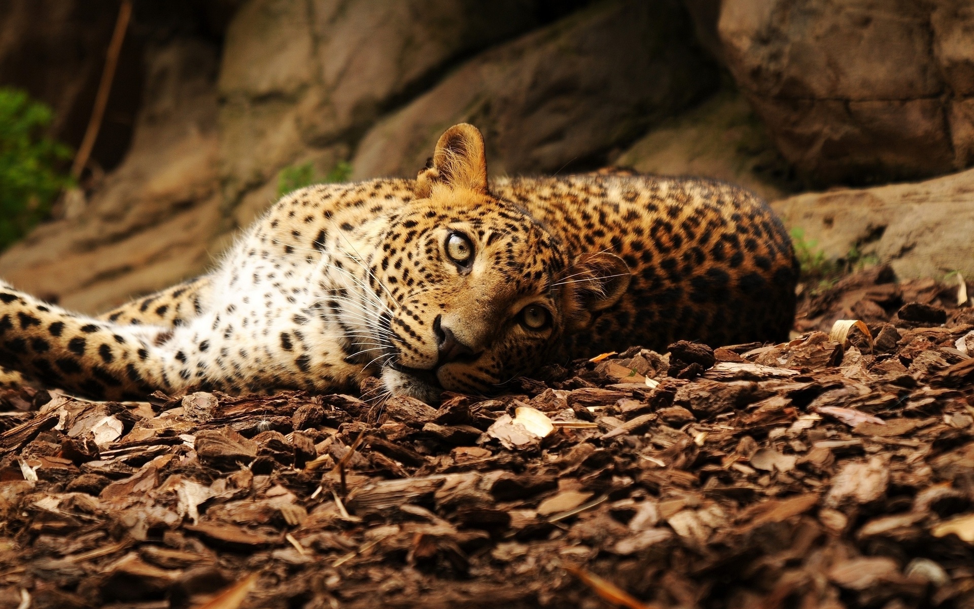 Baixar papel de parede para celular de Animais, Gatos, Leopardo gratuito.