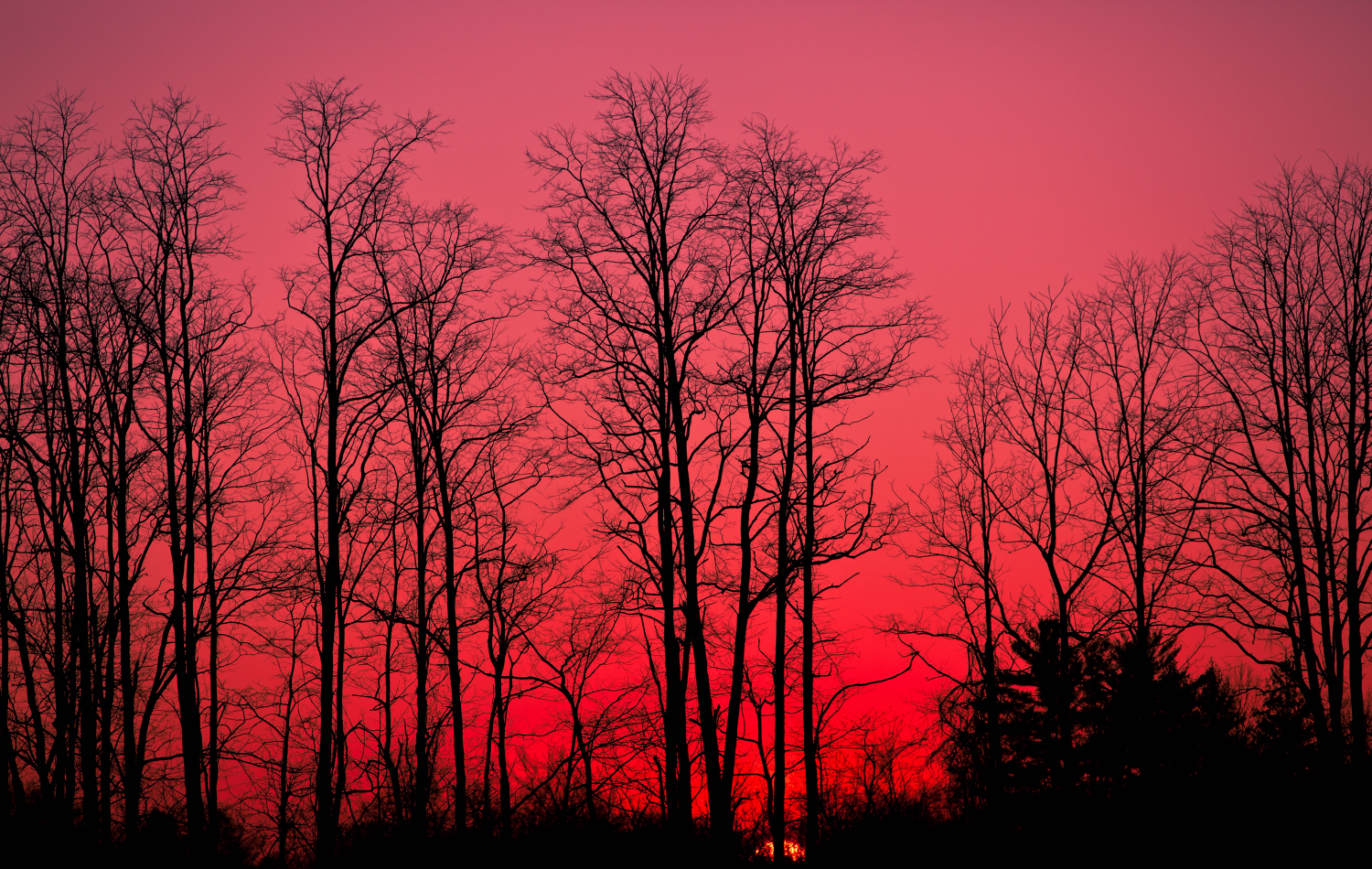 Laden Sie das Bäume, Sunset, Sky, Geäst, Zweige, Natur, Herbst-Bild kostenlos auf Ihren PC-Desktop herunter