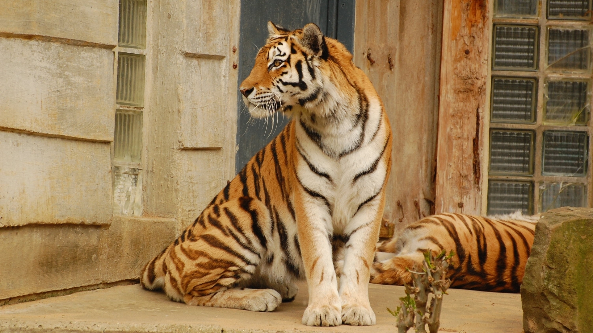Скачать обои бесплатно Тигры, Животные картинка на рабочий стол ПК